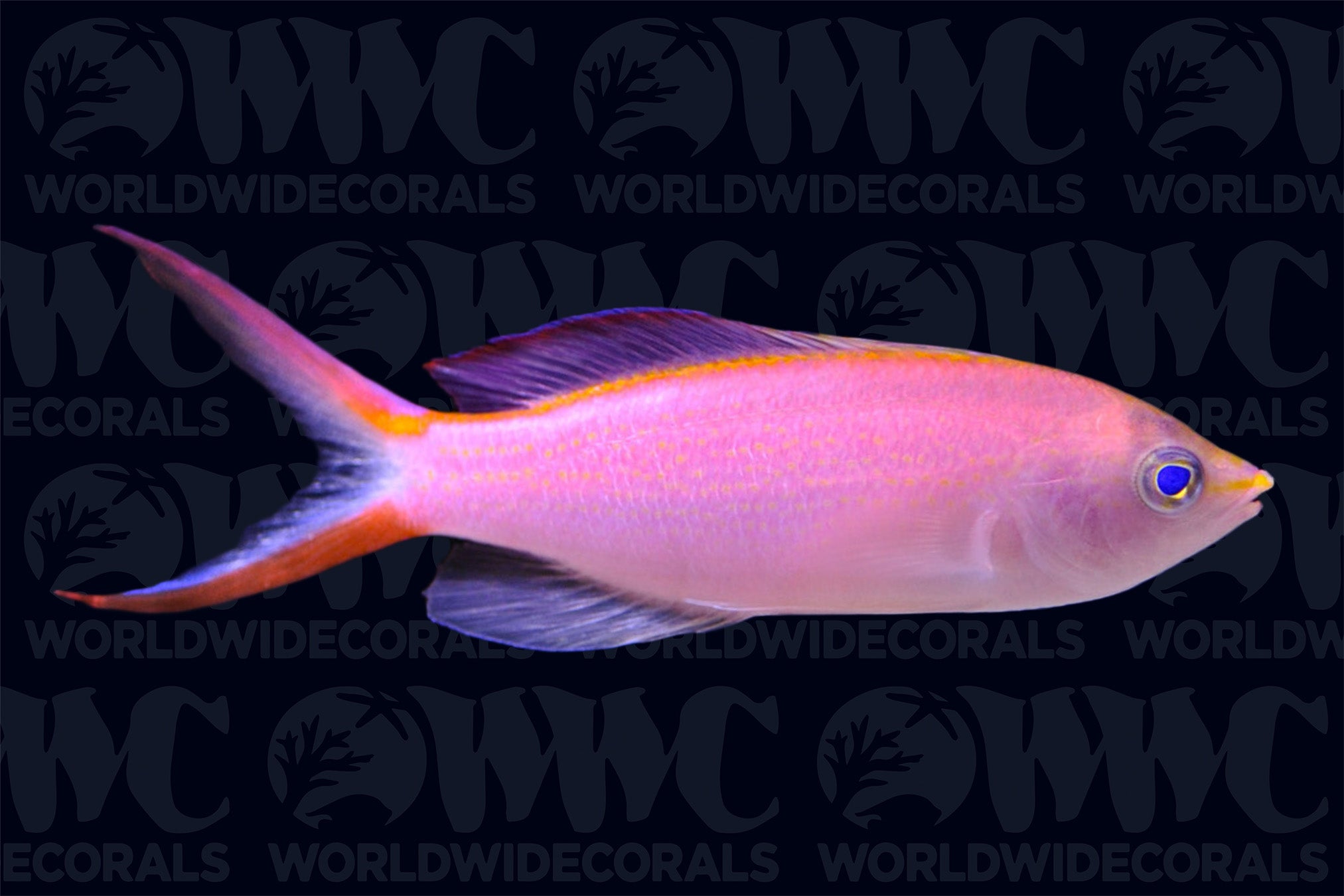 Princess Anthias - Central Pacific