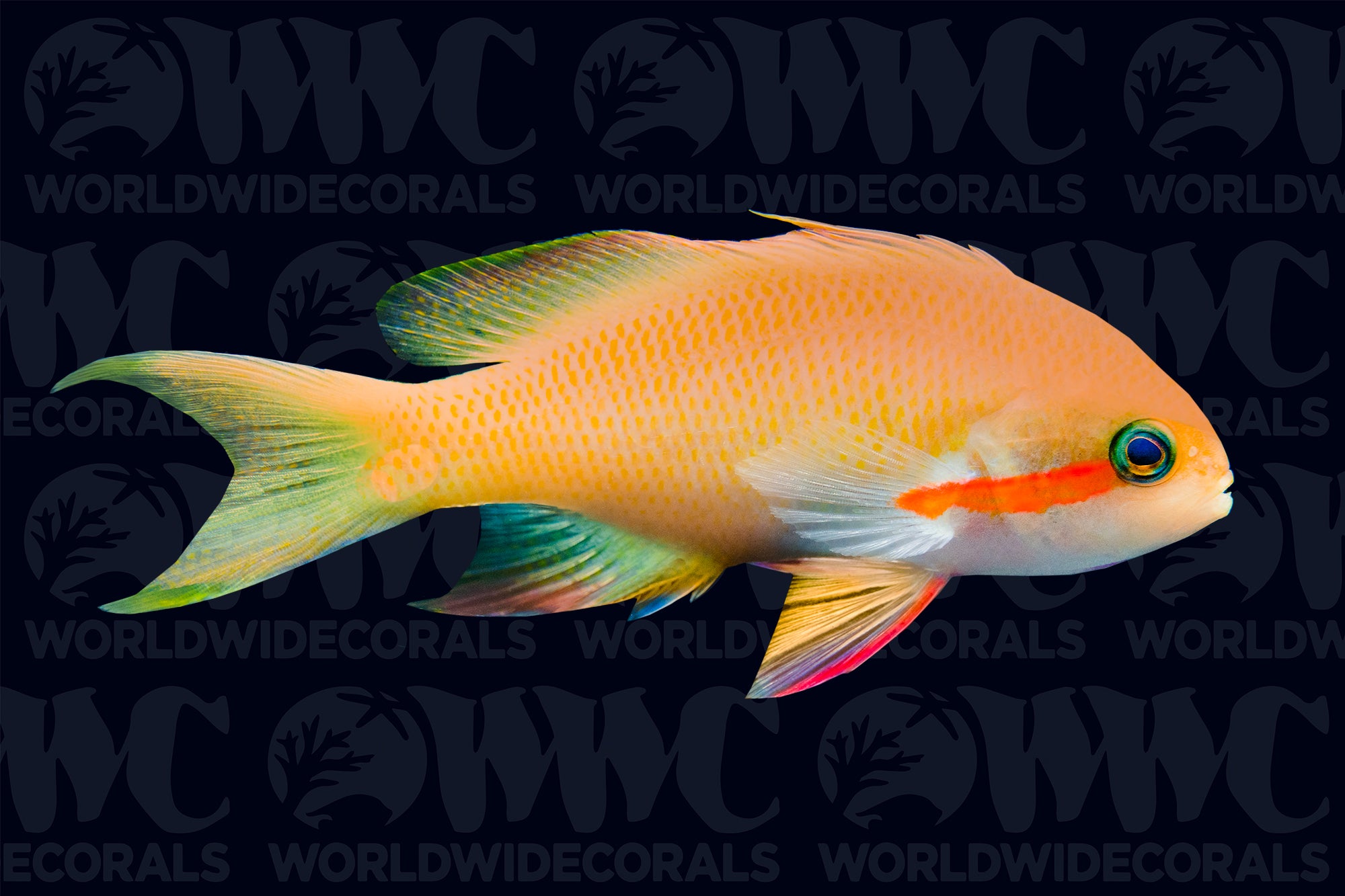 Hutchi Anthias - Male - Philippines