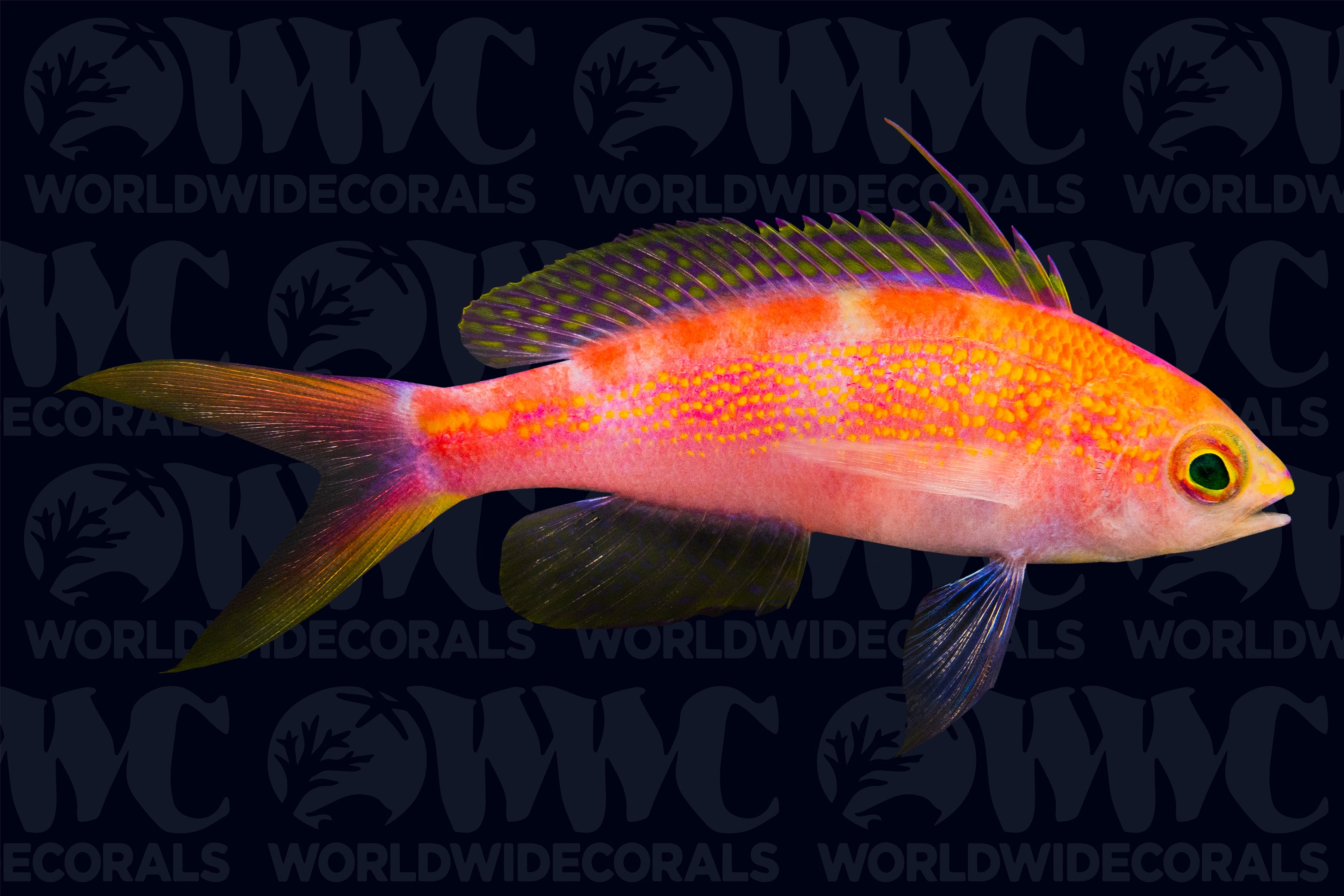 Red Saddled Anthias - Indonesia