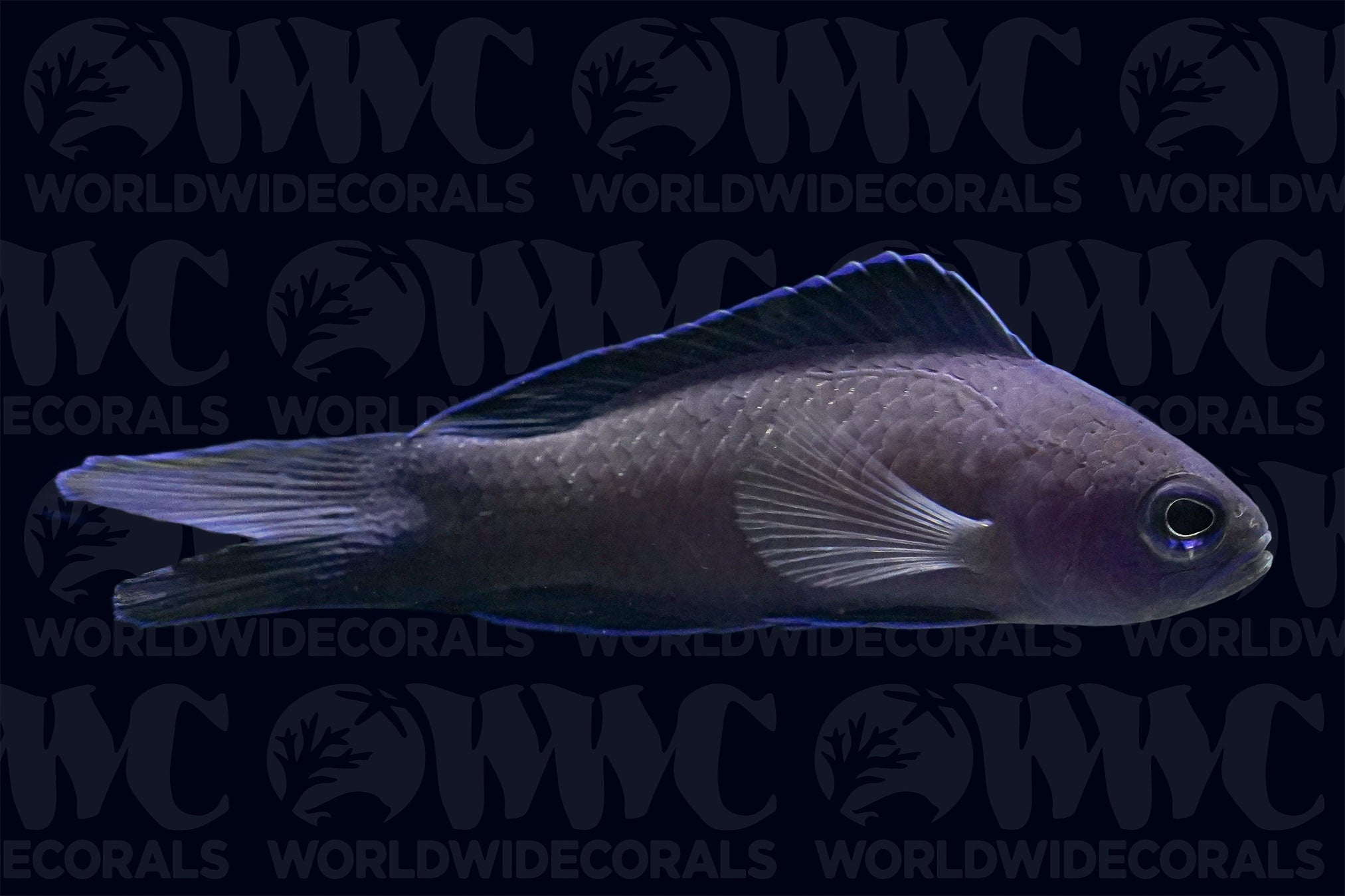 Blue Assessor Basslet - New Caledonia