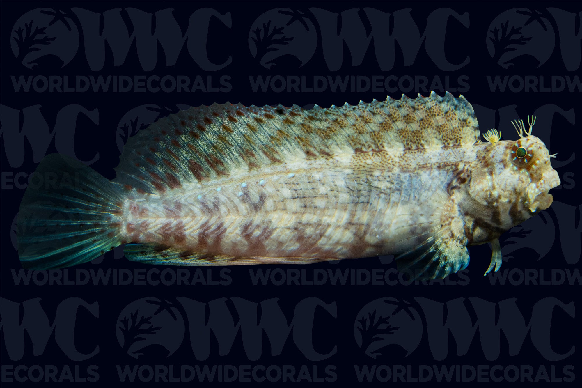 Sailfin Algae Blenny - Philippines