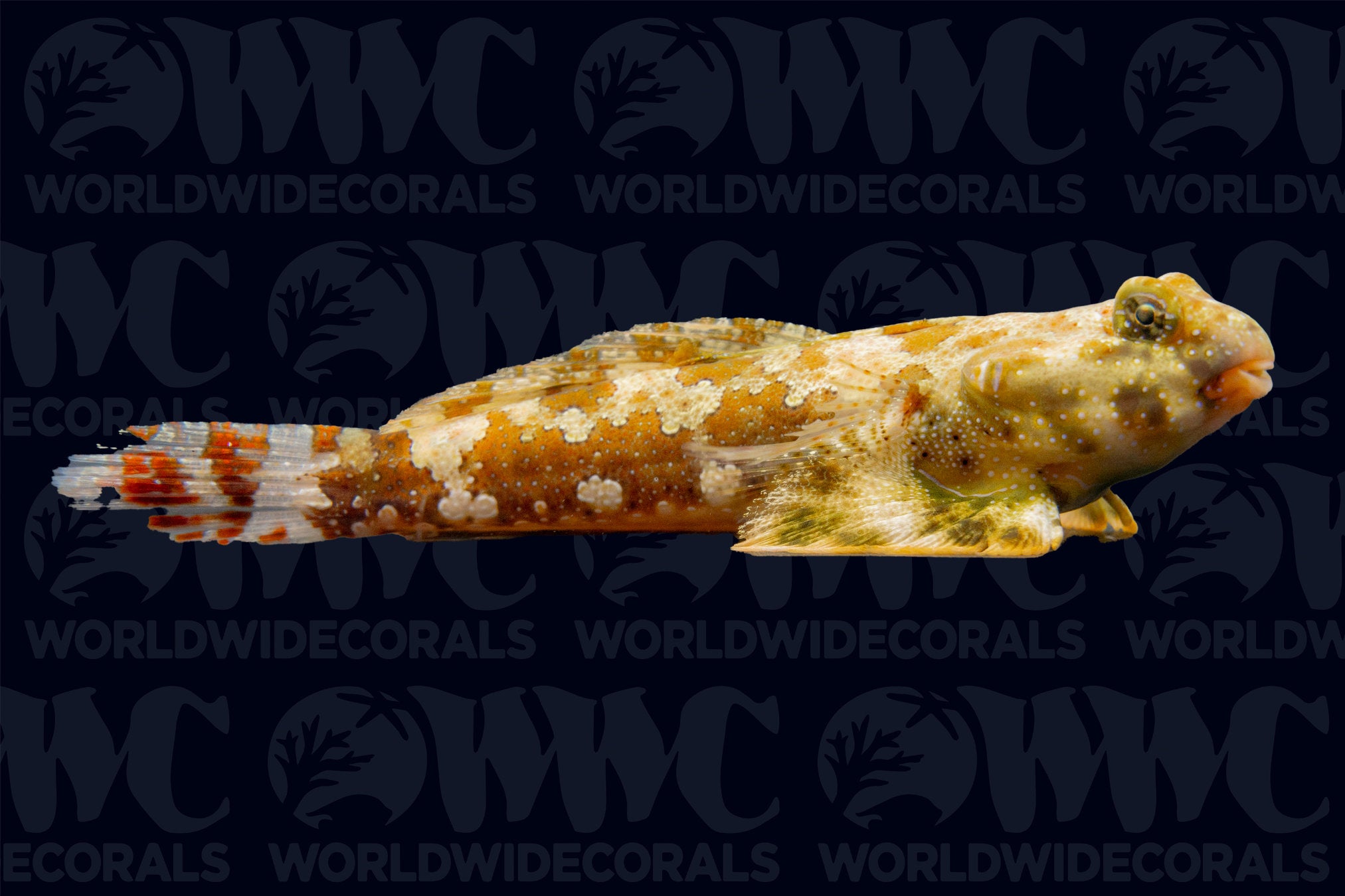 Scooter Dragonet - Philippines