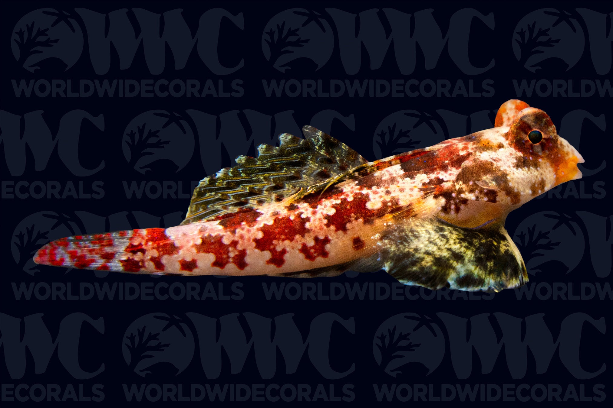Red Scooter Dragonet - Philippines