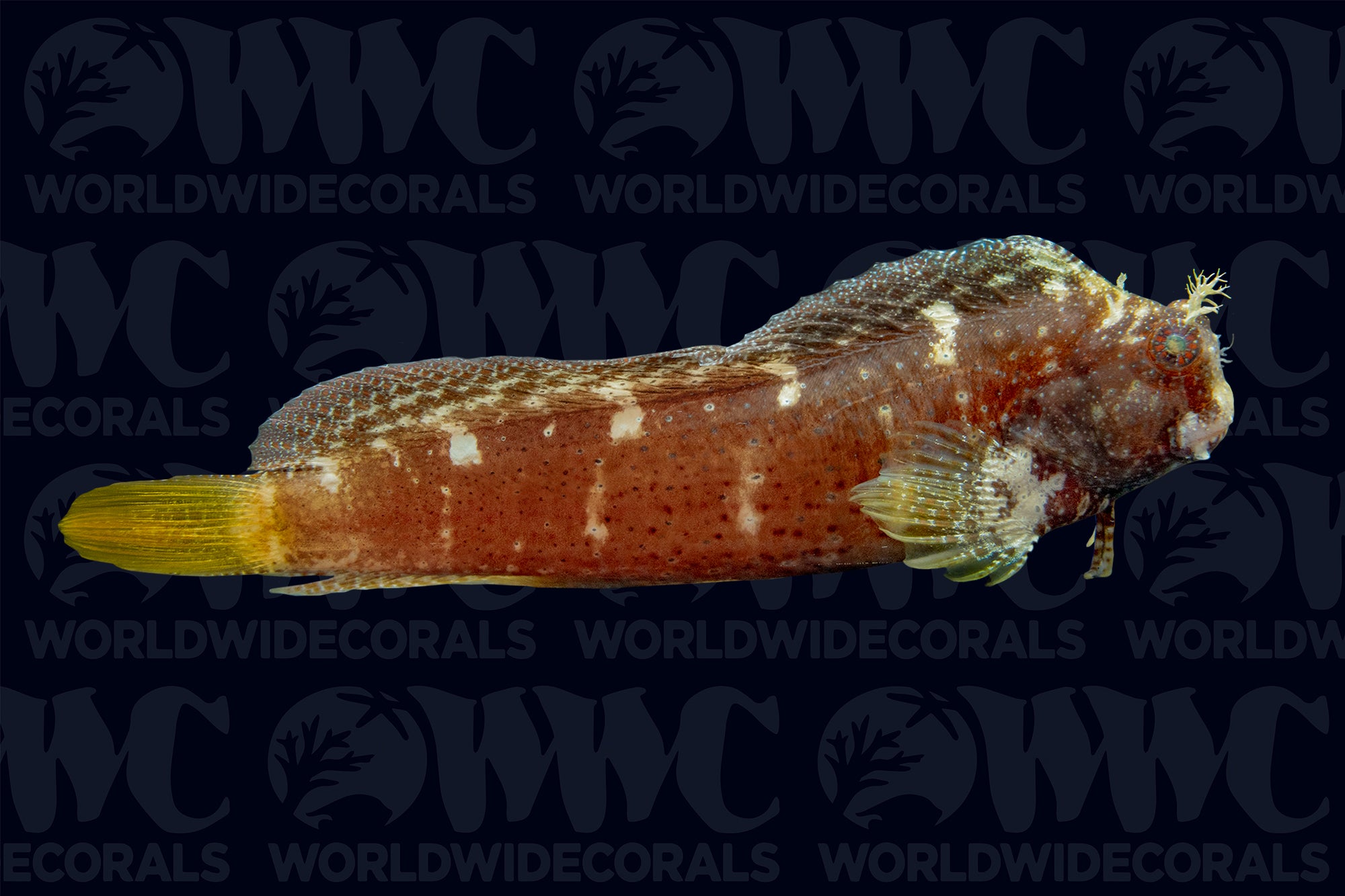 Starry Blenny - Indonesia