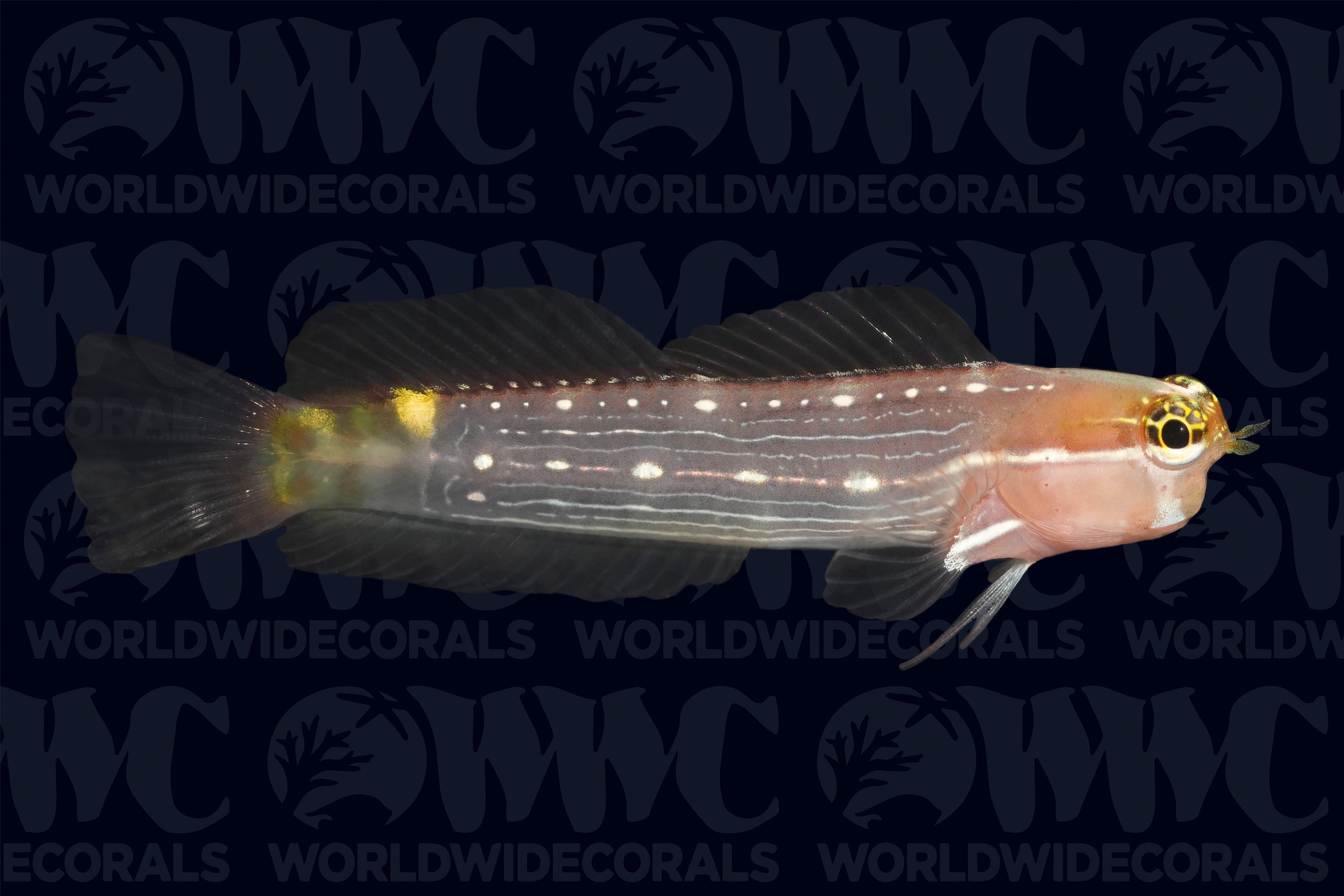 Pictus Blenny - Indonesia