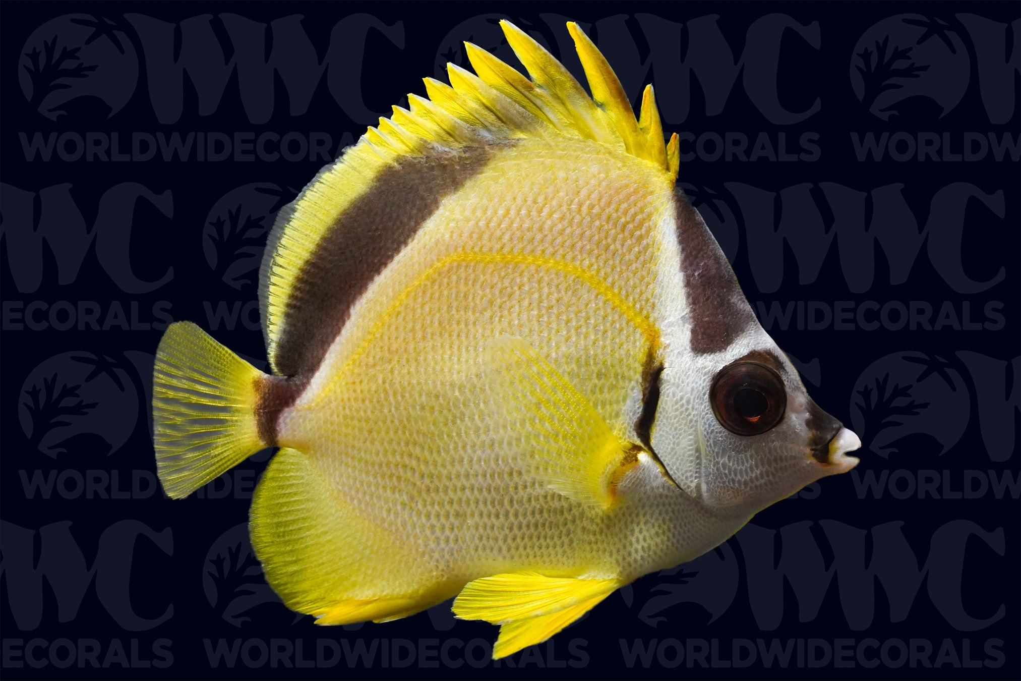 Blacknosed Barberfish Butterflyfish - Nicaragua