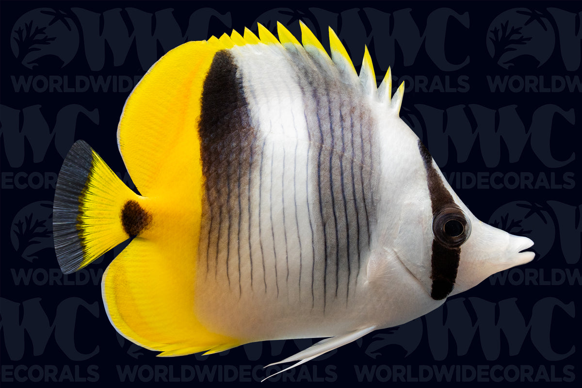 Double Saddle Butterflyfish - Tahiti