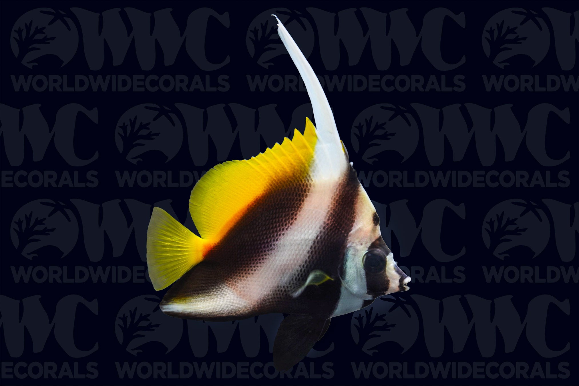 Masked Butterflyfish - Maldives
