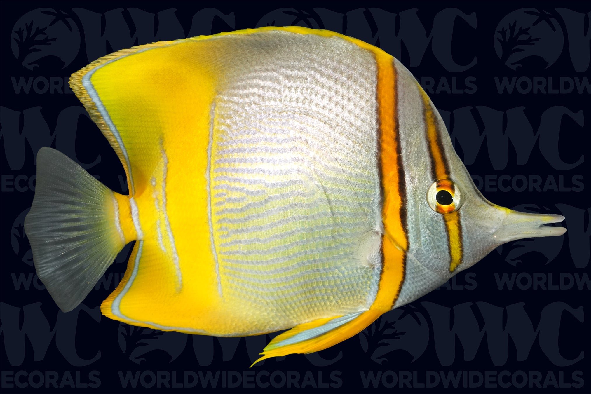 Marginalis Butterflyfish - Australia