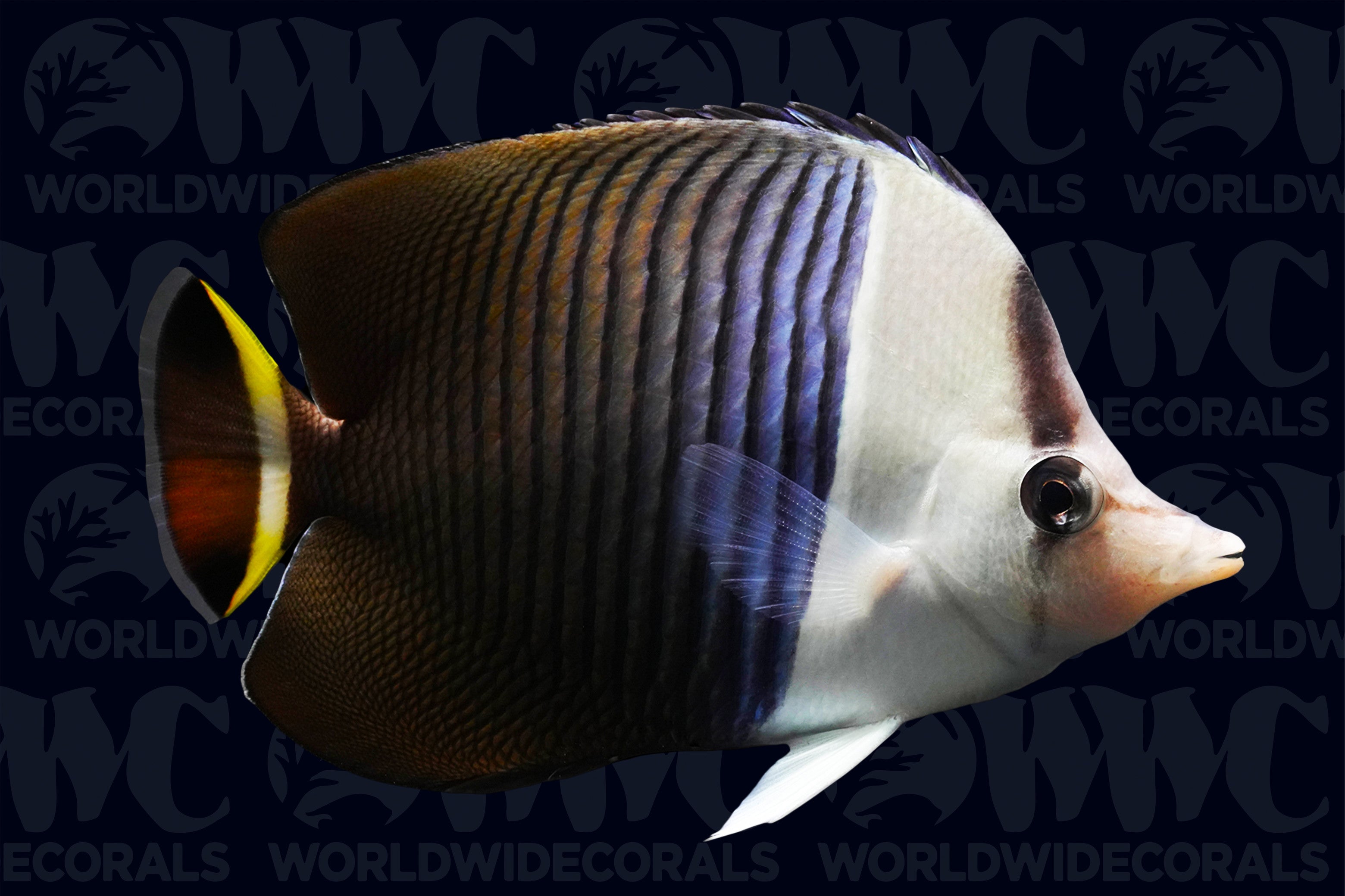 White Face Butterflyfish - Egypt