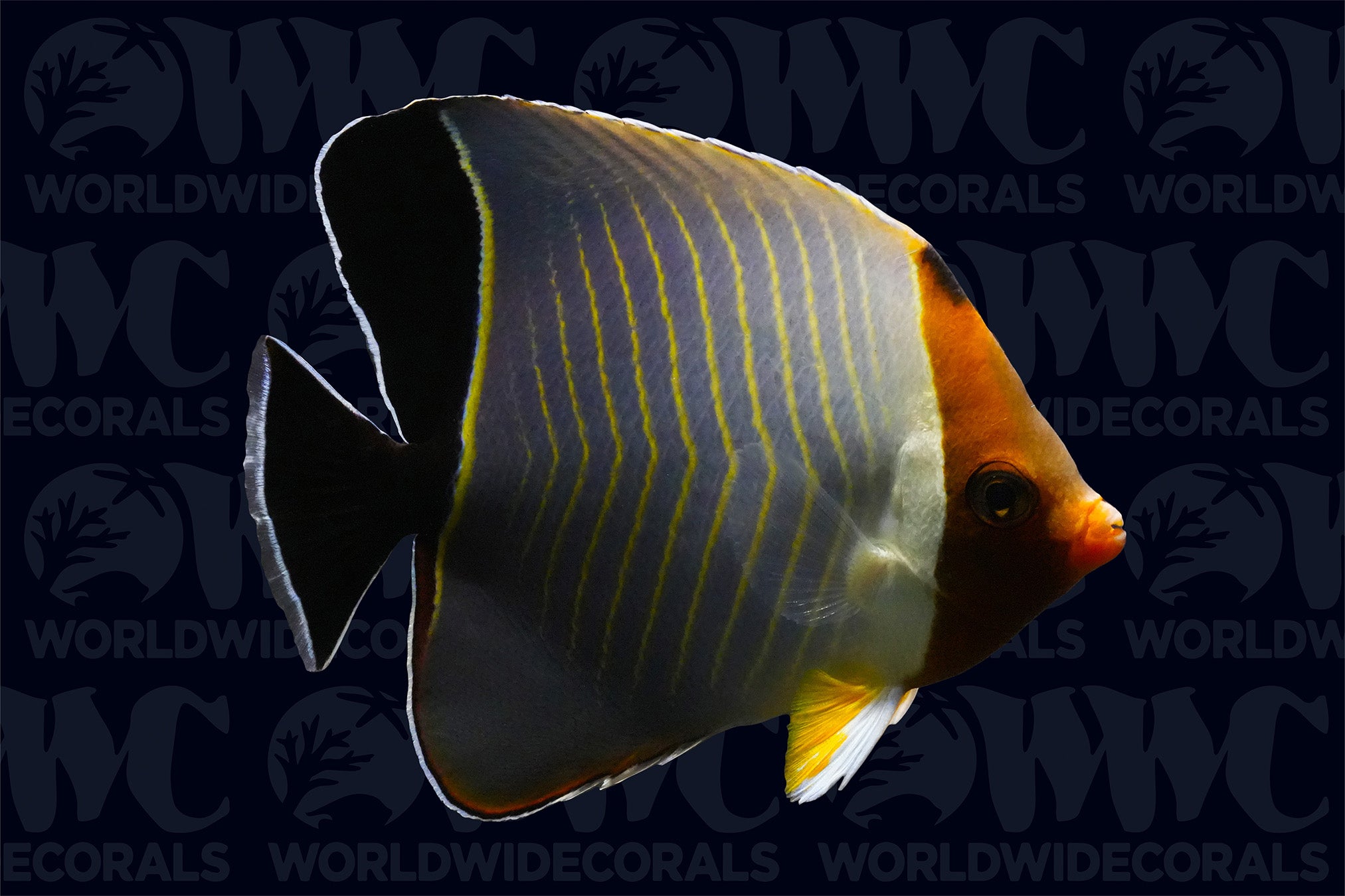 Orange Face Butterflyfish - Red Sea