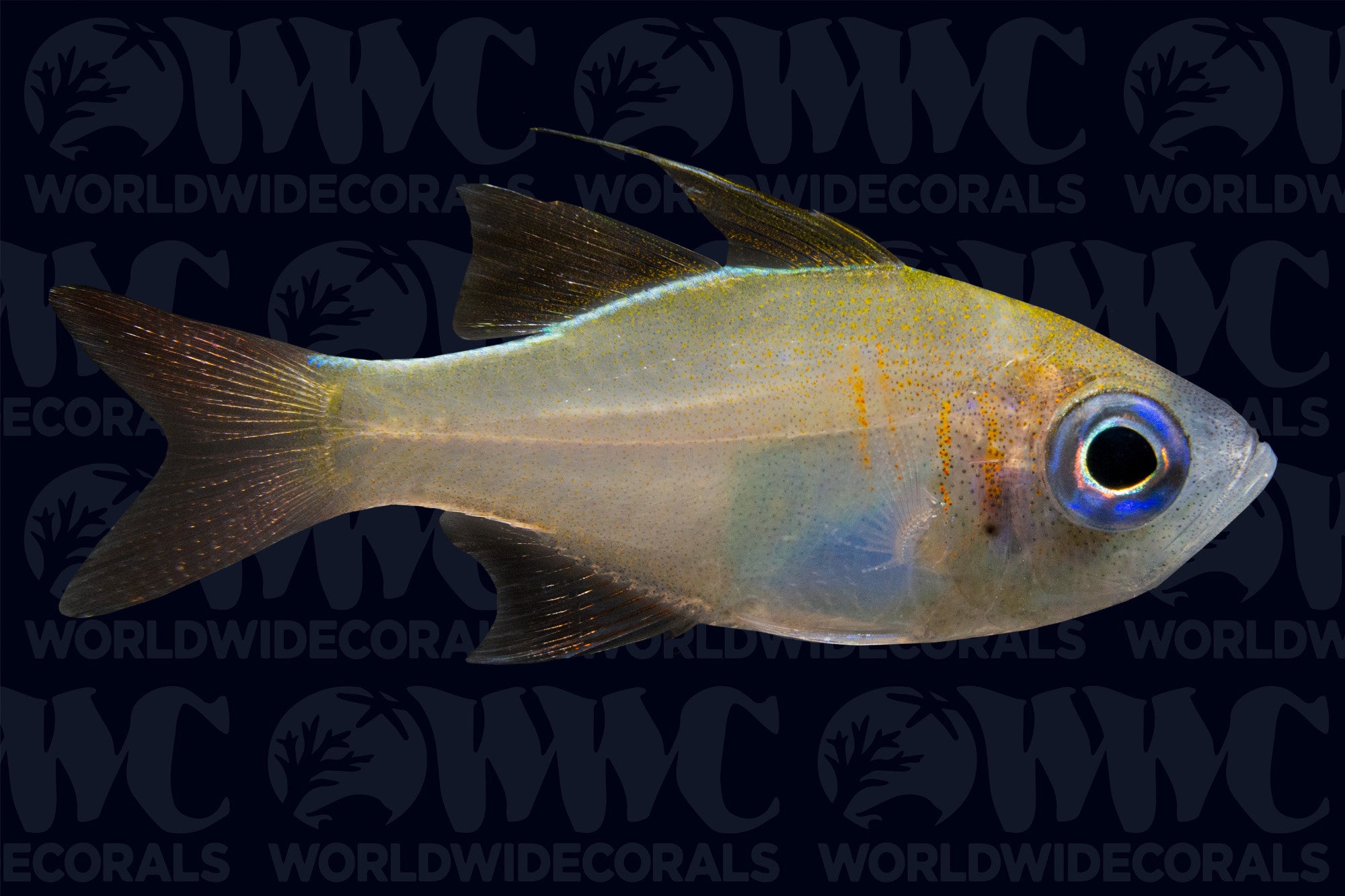 Longspine Cardinalfish - Fiji
