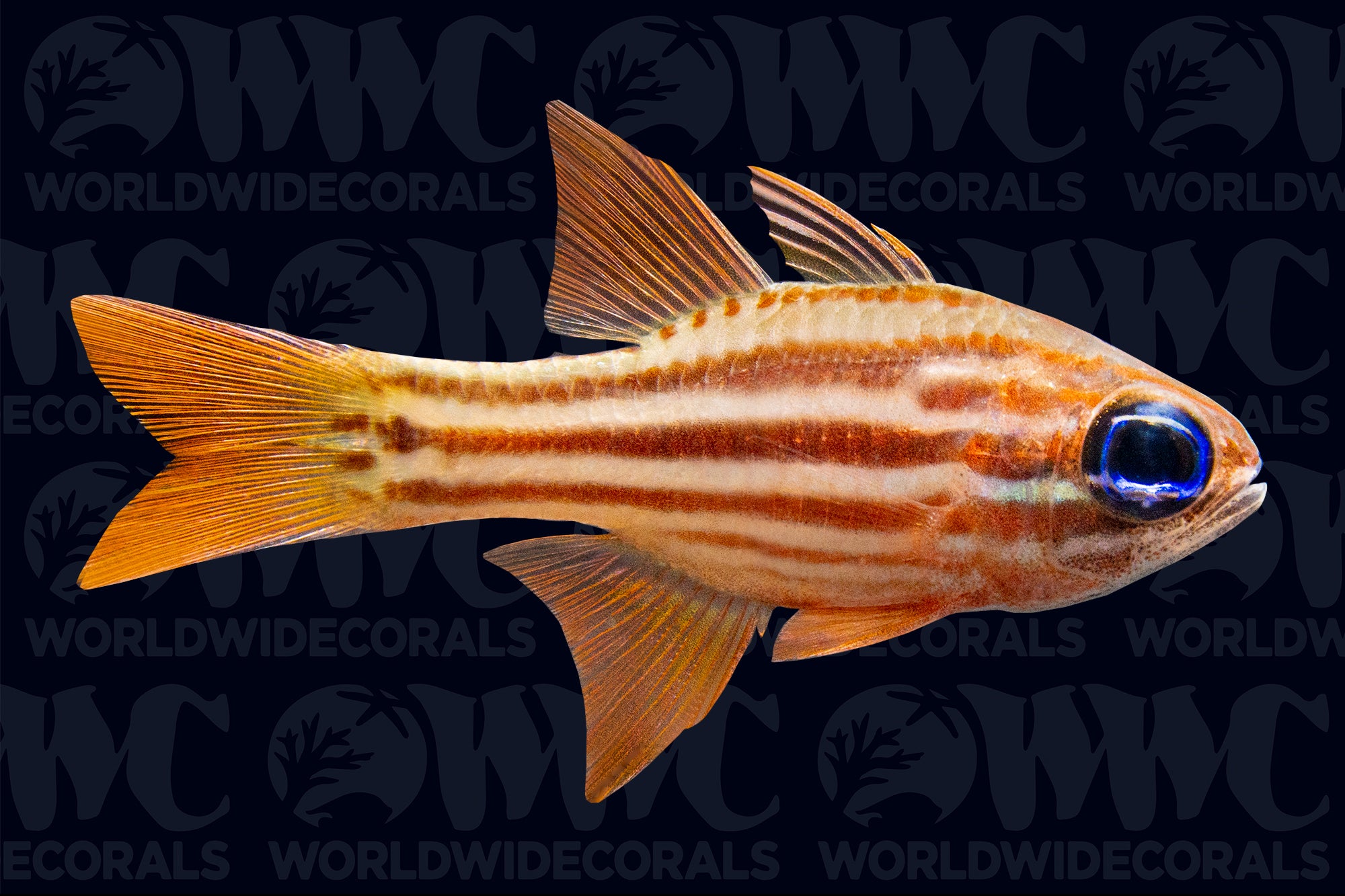 Ochre Striped Cardinalfish - Philippines