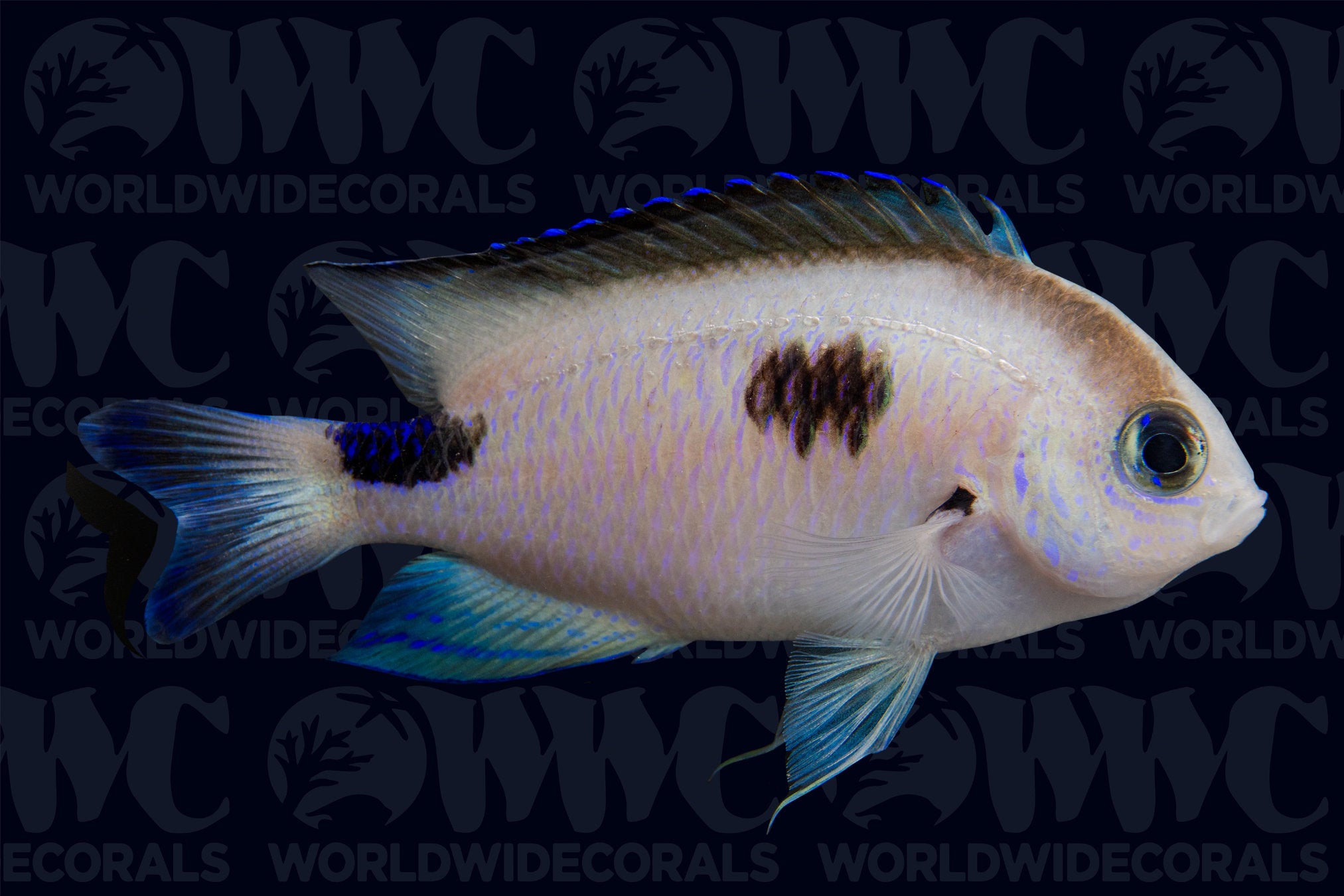 Corazon Damselfish - Madagascar