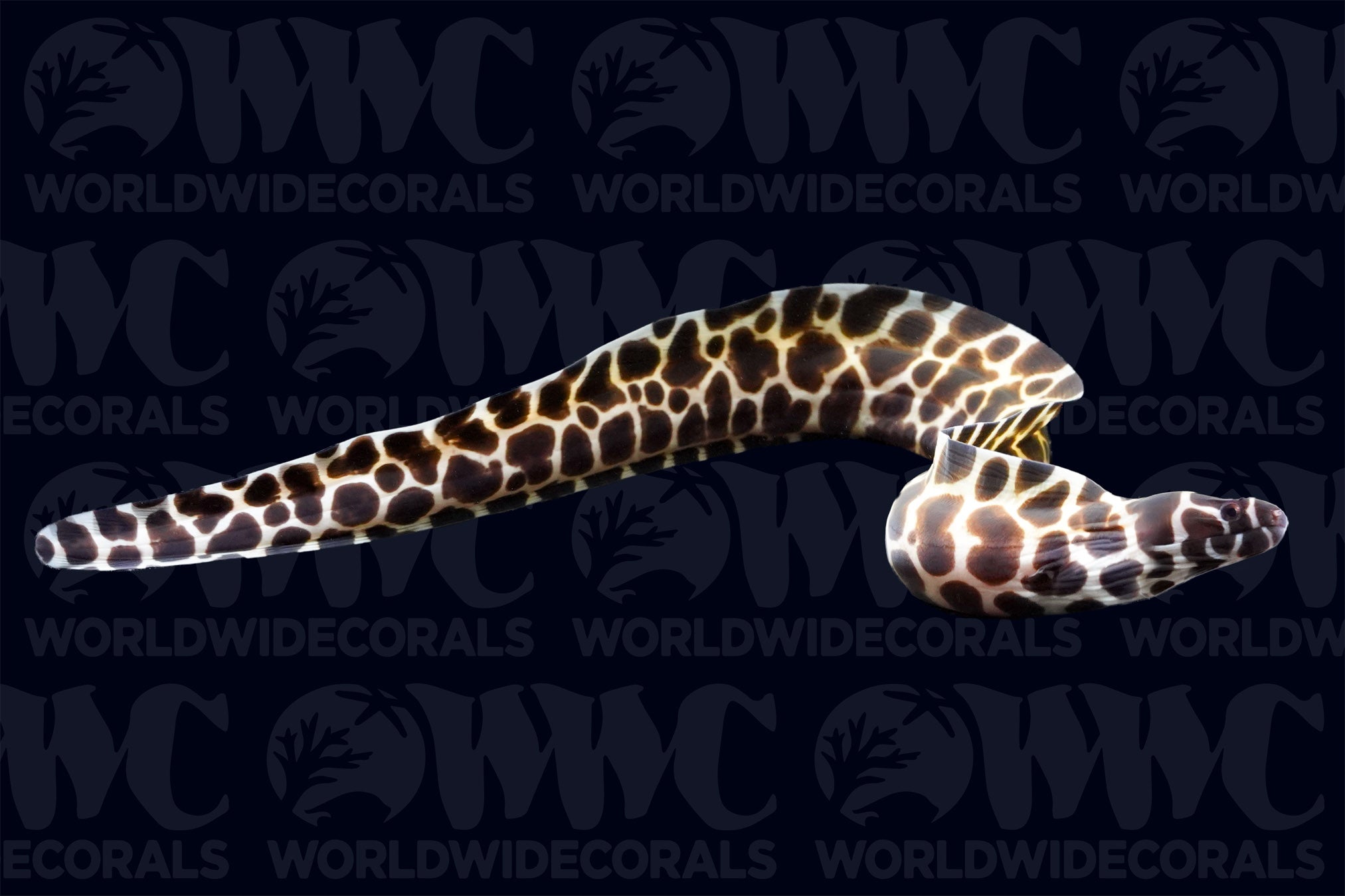 Tesselata Eel - Sri Lanka