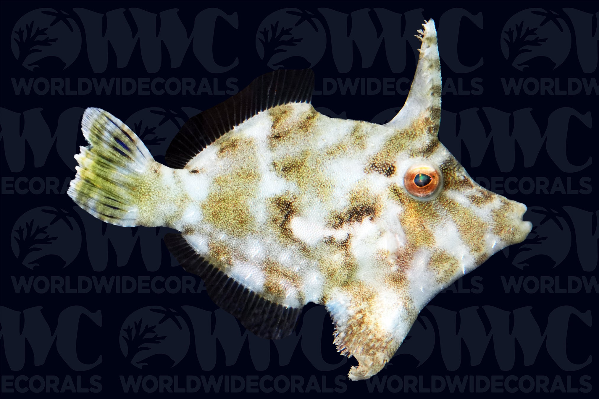 Matted "Aiptasia-Eating" Leatherjacket Filefish - Philippines