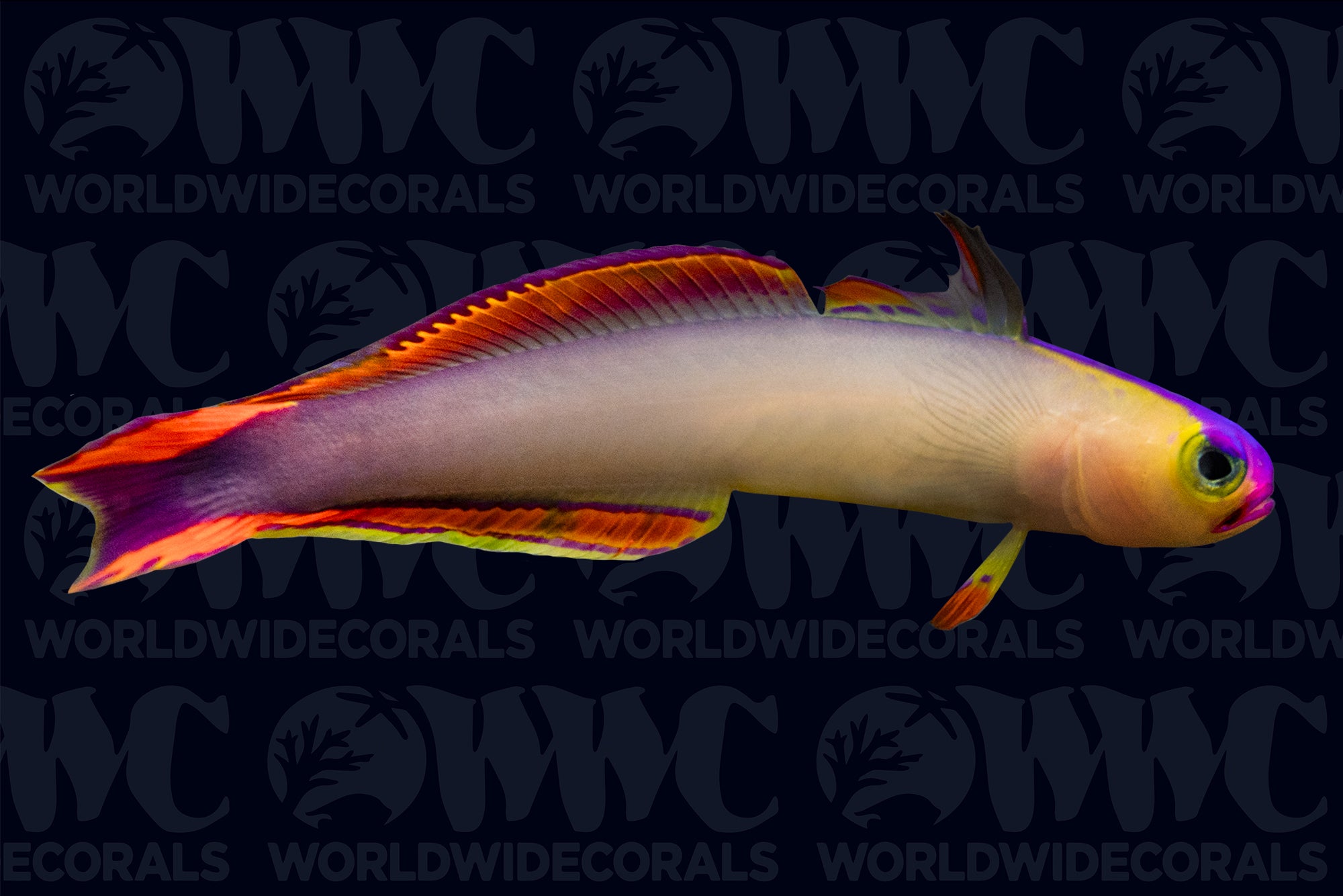 Purple Firefish - Philippines