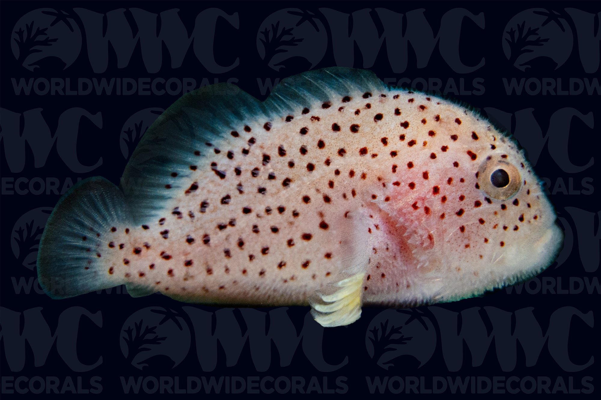 Gumbdrop Coral Croucher- Indonesia