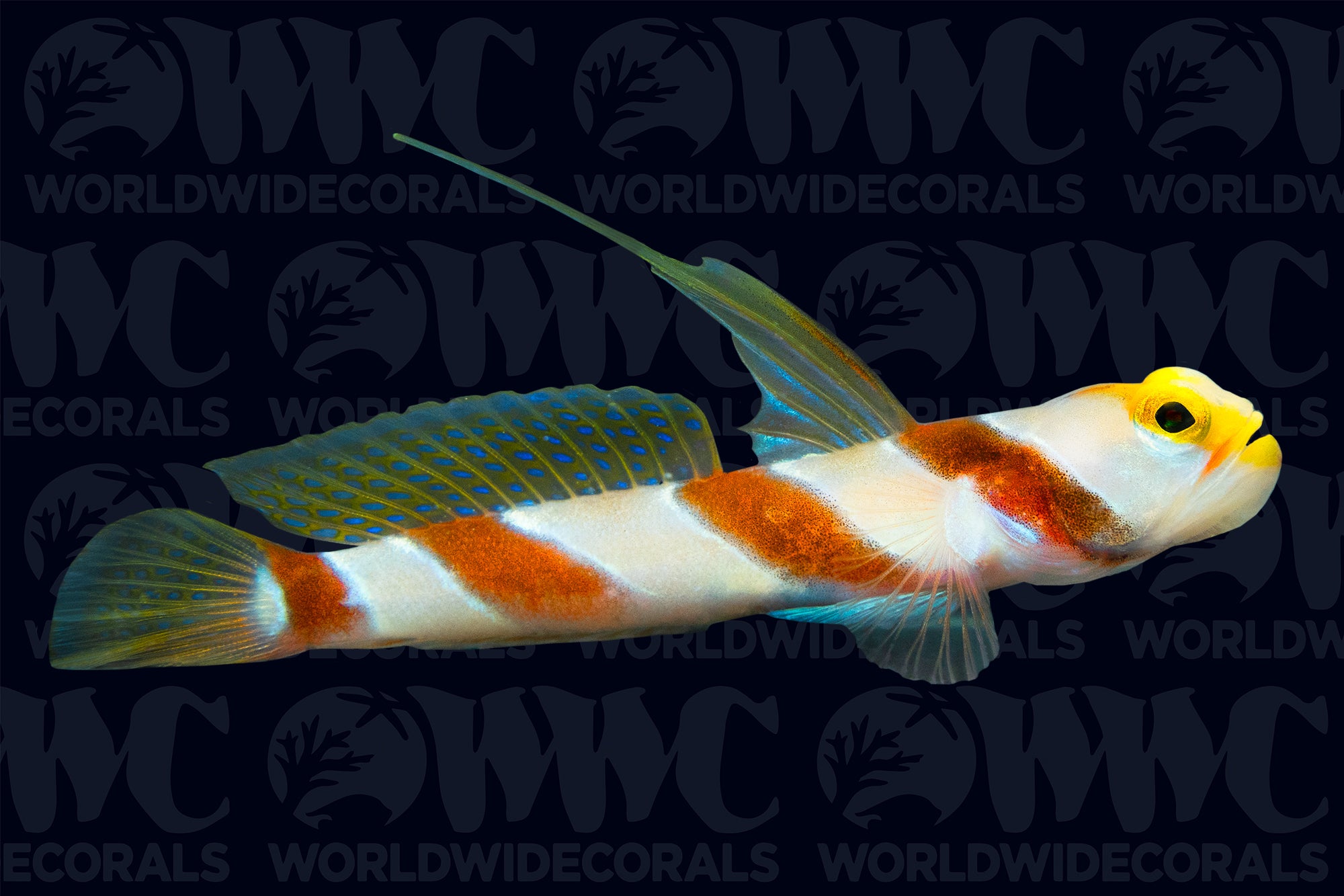 Hi Fin Red Banded Goby - Philippines