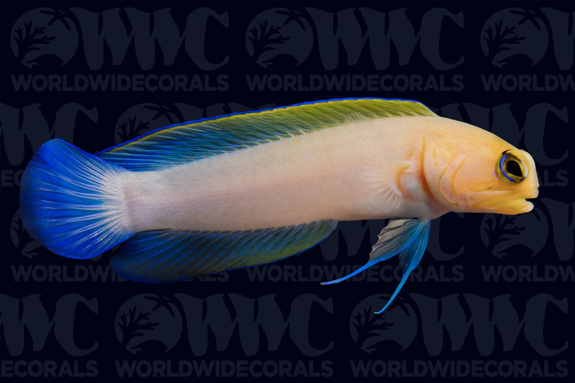 Yellowhead Jawfish - USA
