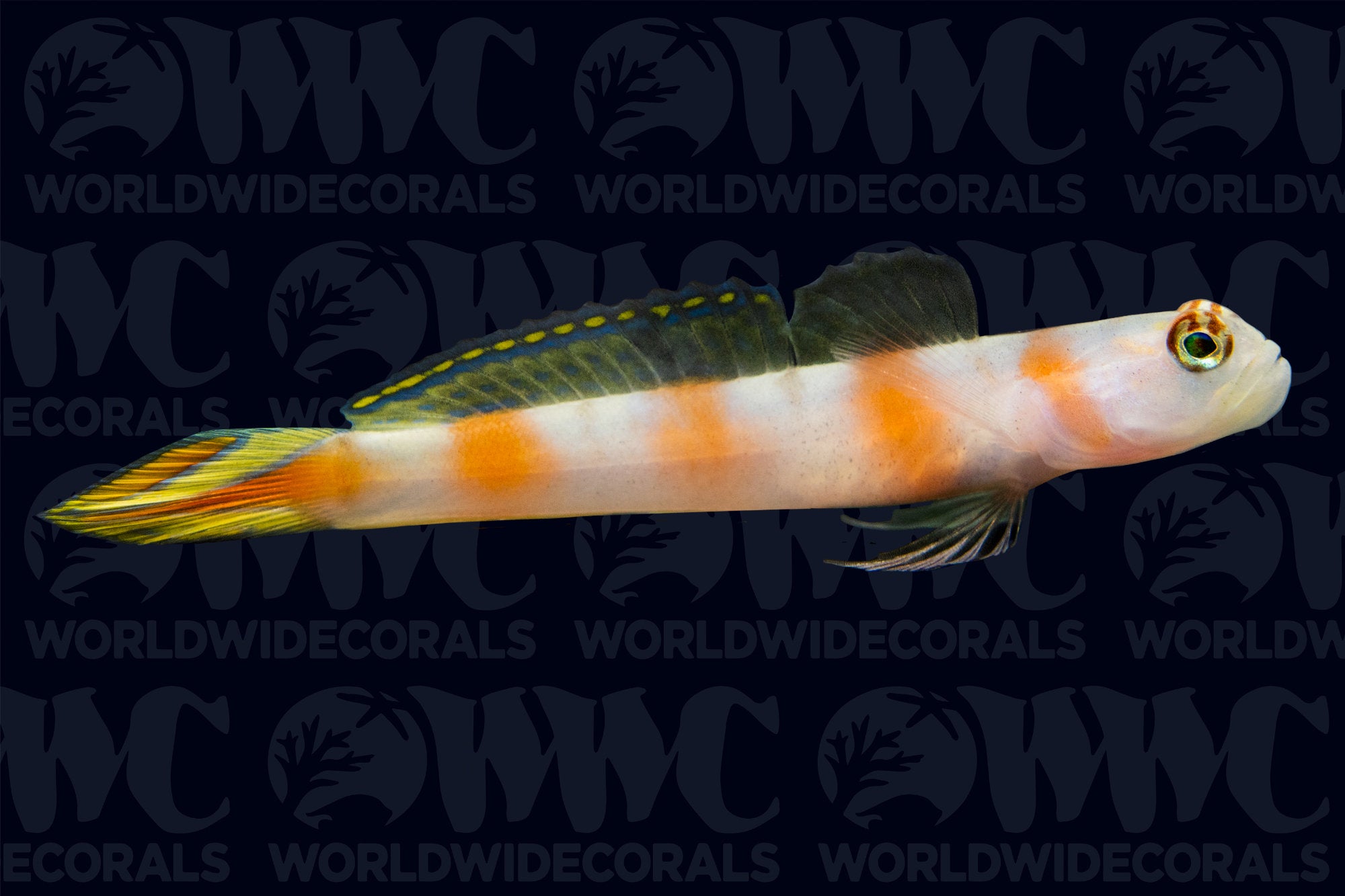 Flagtail Pinkbar Goby - Philippines