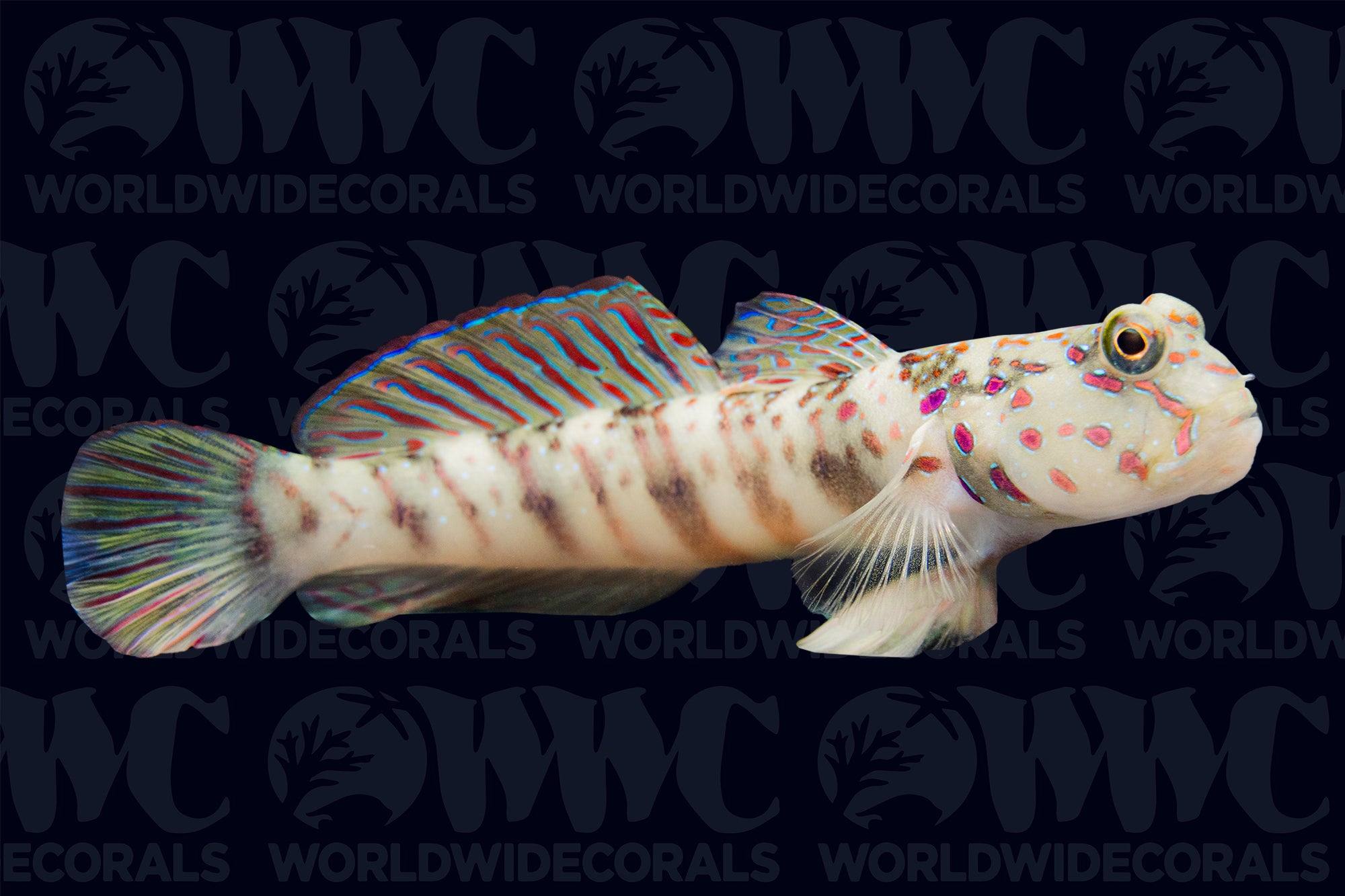Pink Spotted Watchman Goby - Indonesia