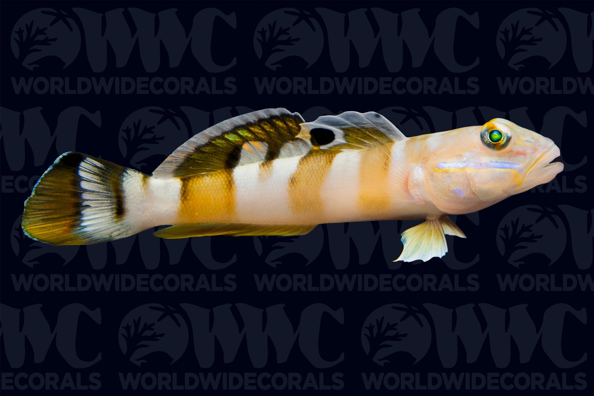 Tiger Watchman Goby - Sri Lanka
