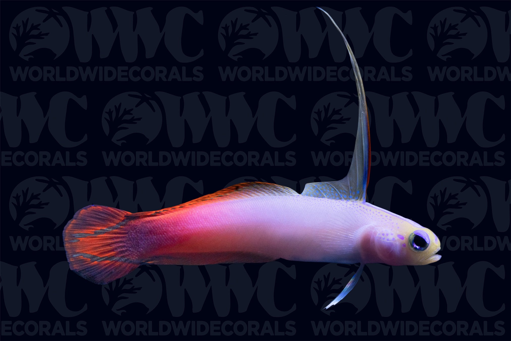 Indian Ocean Firefish - Maldives