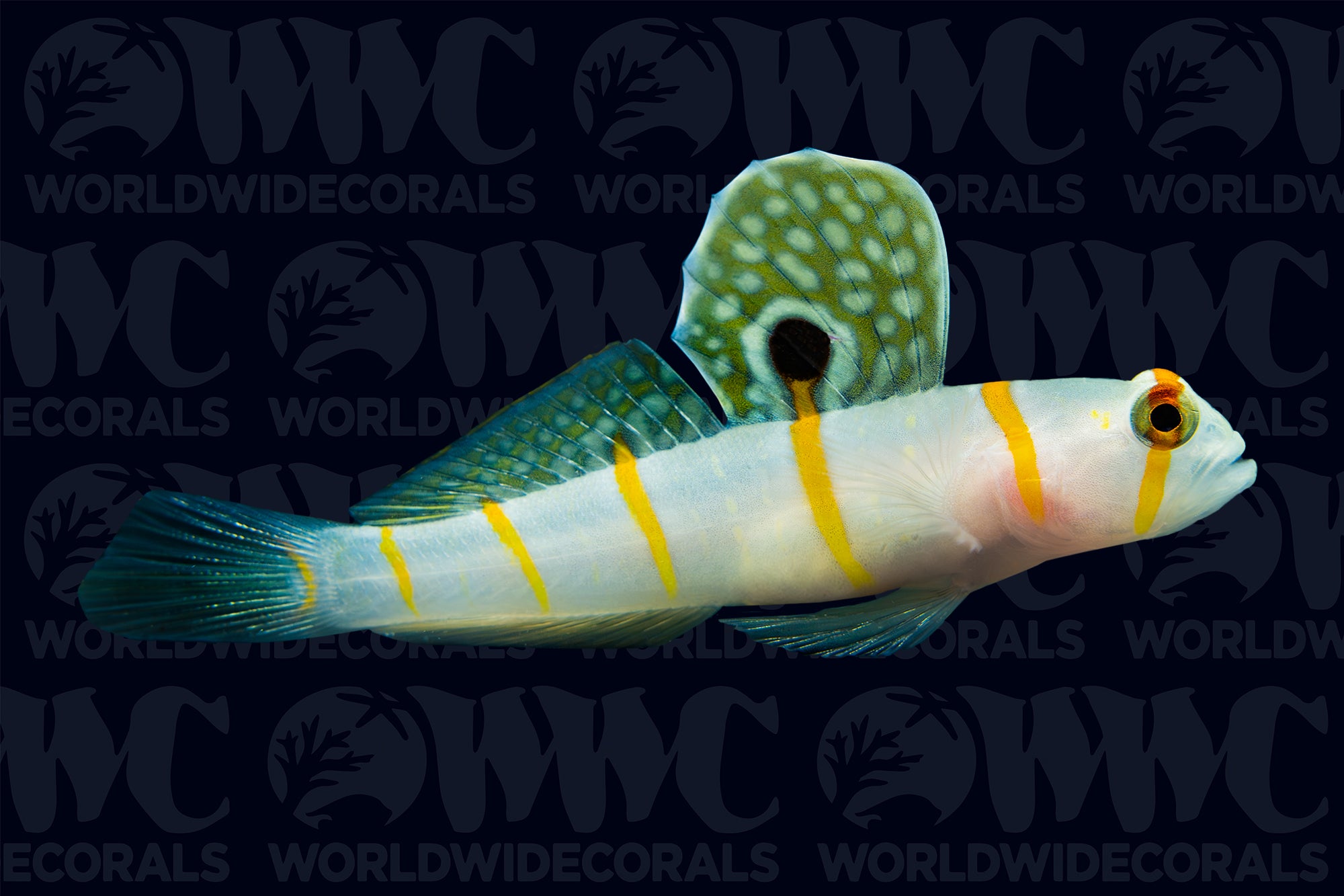 Randall's Prawn Goby - Indonesia