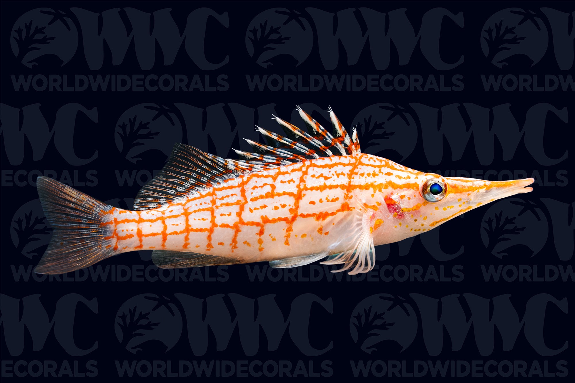 Longnose Hawkfish - Philippines