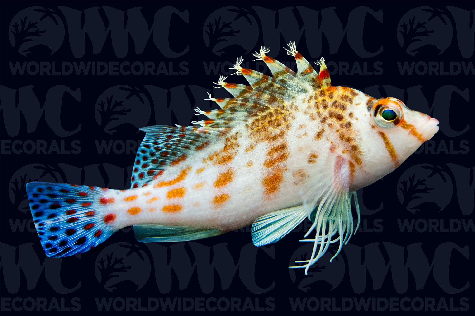 Falco Hawkfish - Philippines