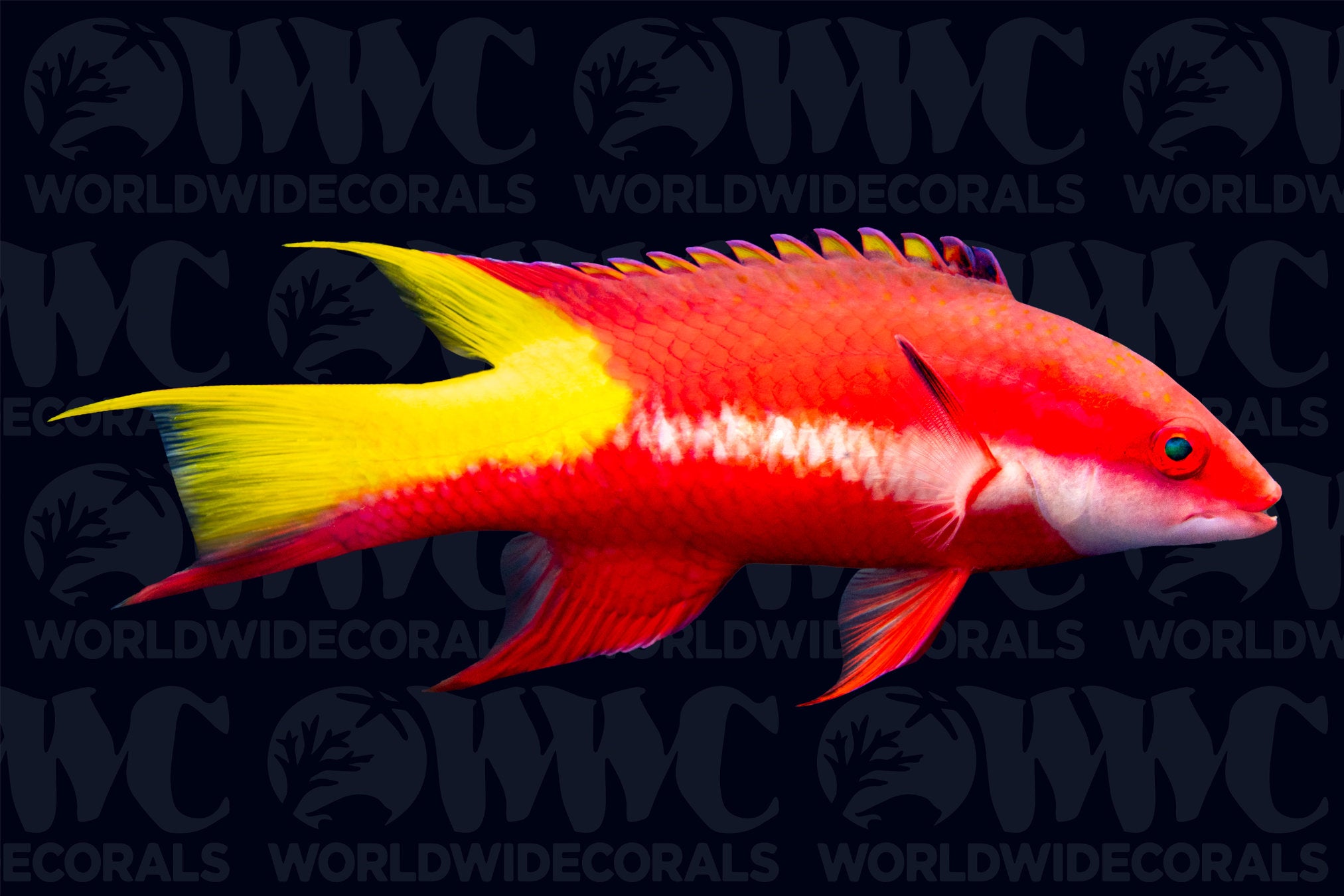 Cuban Hogfish - USA