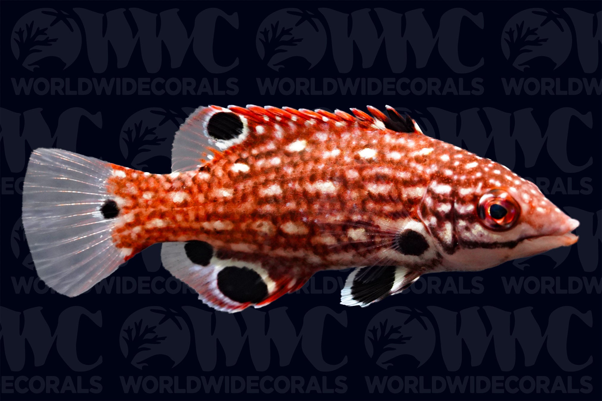 Red Diana Hogfish - Sri Lanka