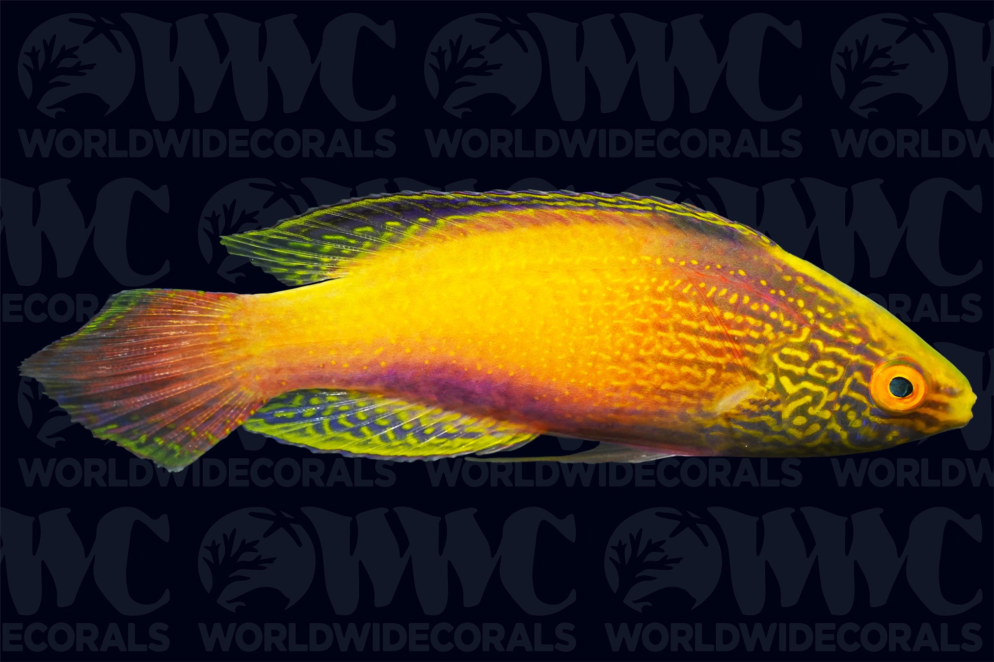 Rhomboid Fairy Wrasse - Male - Central Pacific