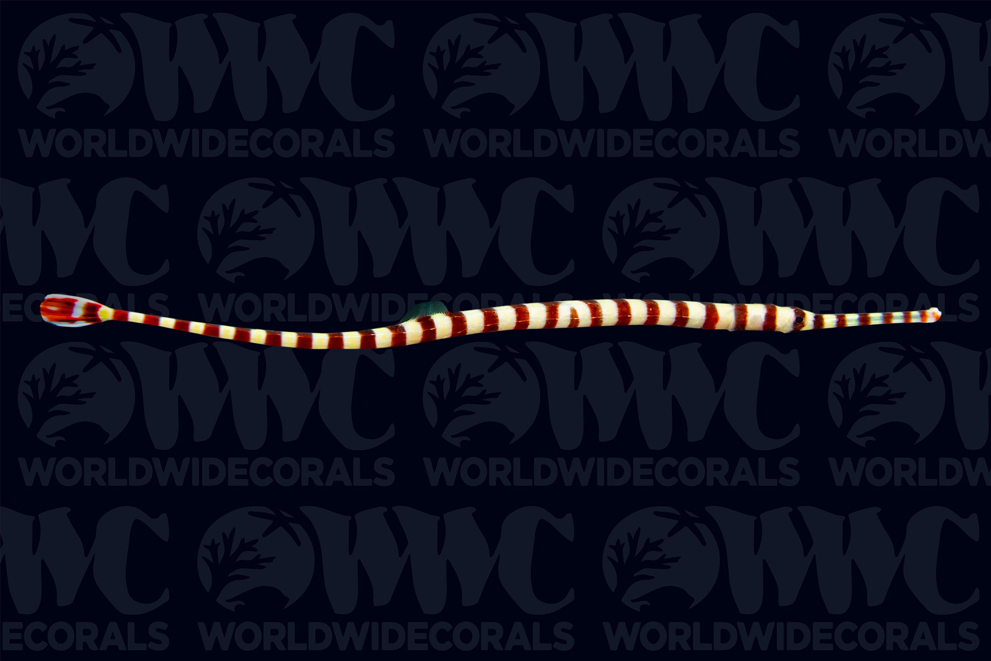 Banded Pipefish - Philippines