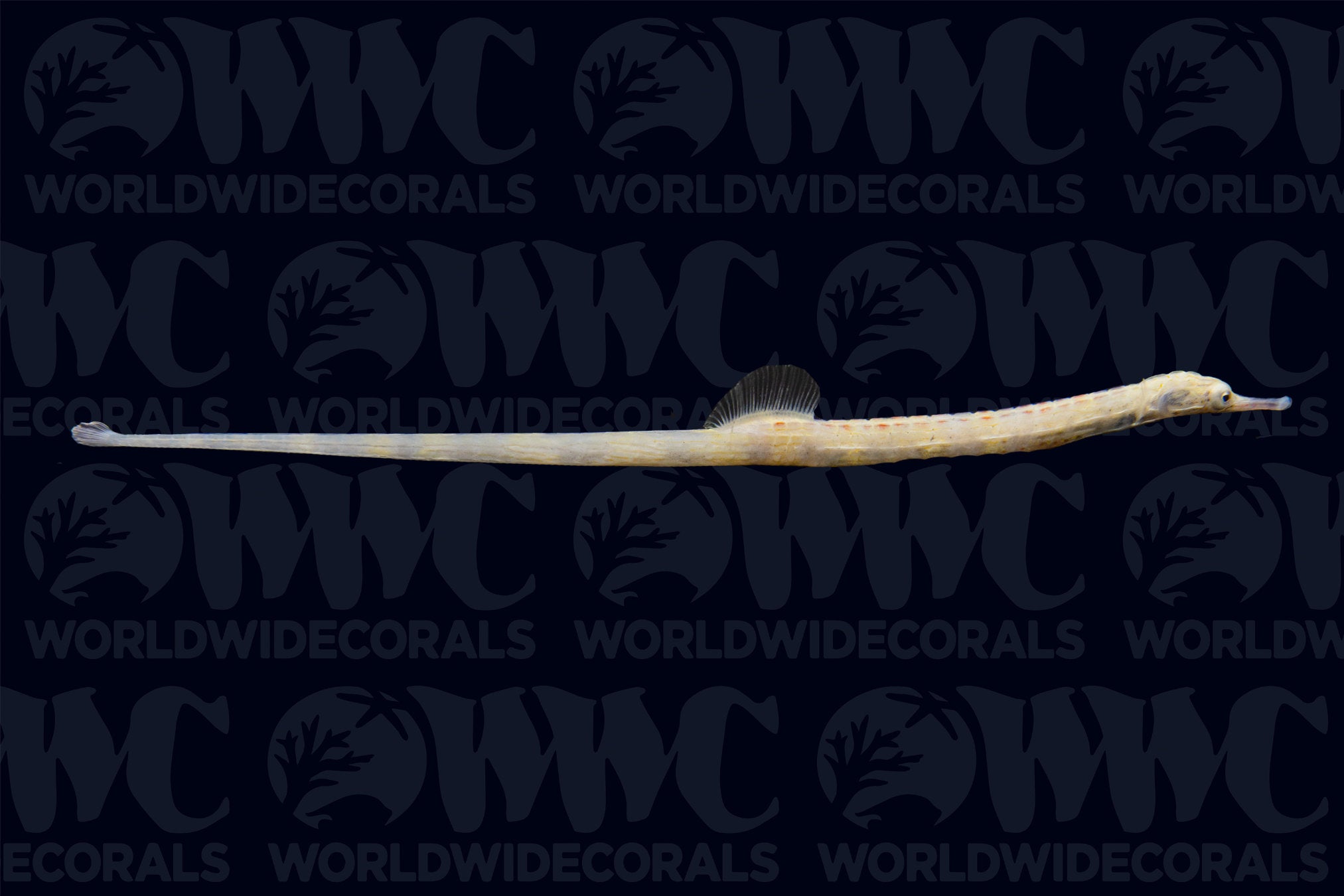 Dragonface Pipefish - Sri Lanka