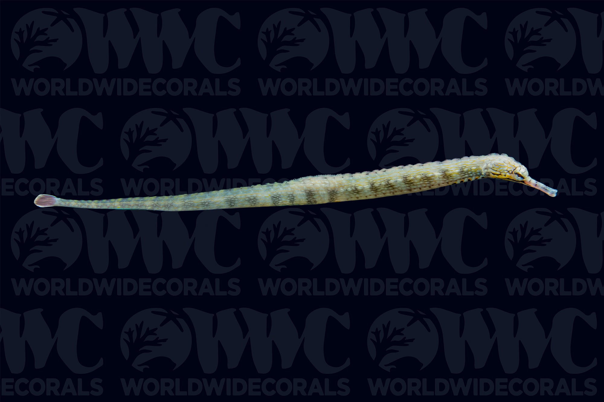 Dragonface Pipefish - Indonesia