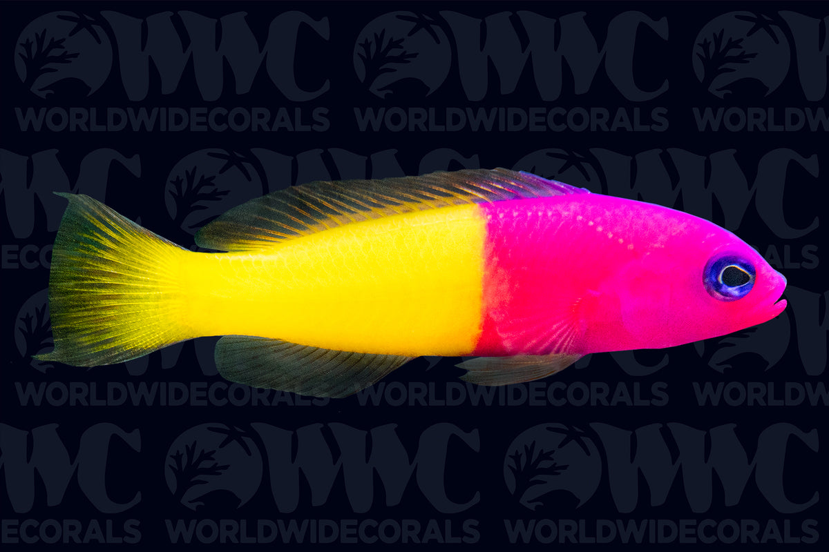Bicolor Dottyback - Philippines