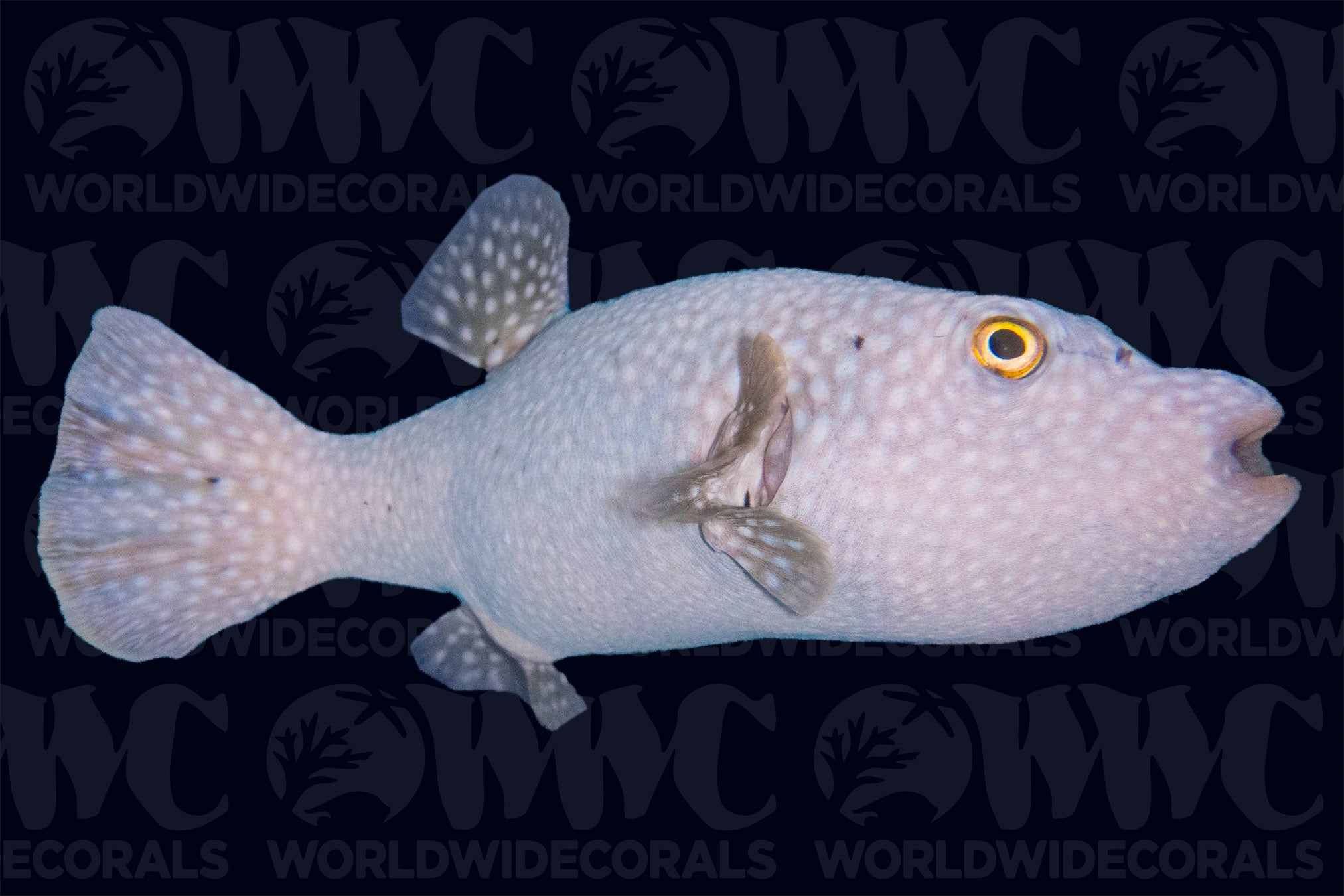 White Spotted Blue Arothron Pufferfish - Nicaragua