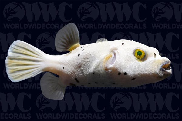 Dogface Pufferfish
