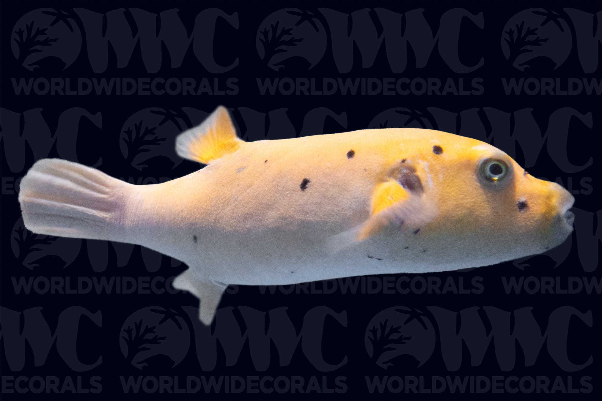 Golden Pufferfish - Nicaragua