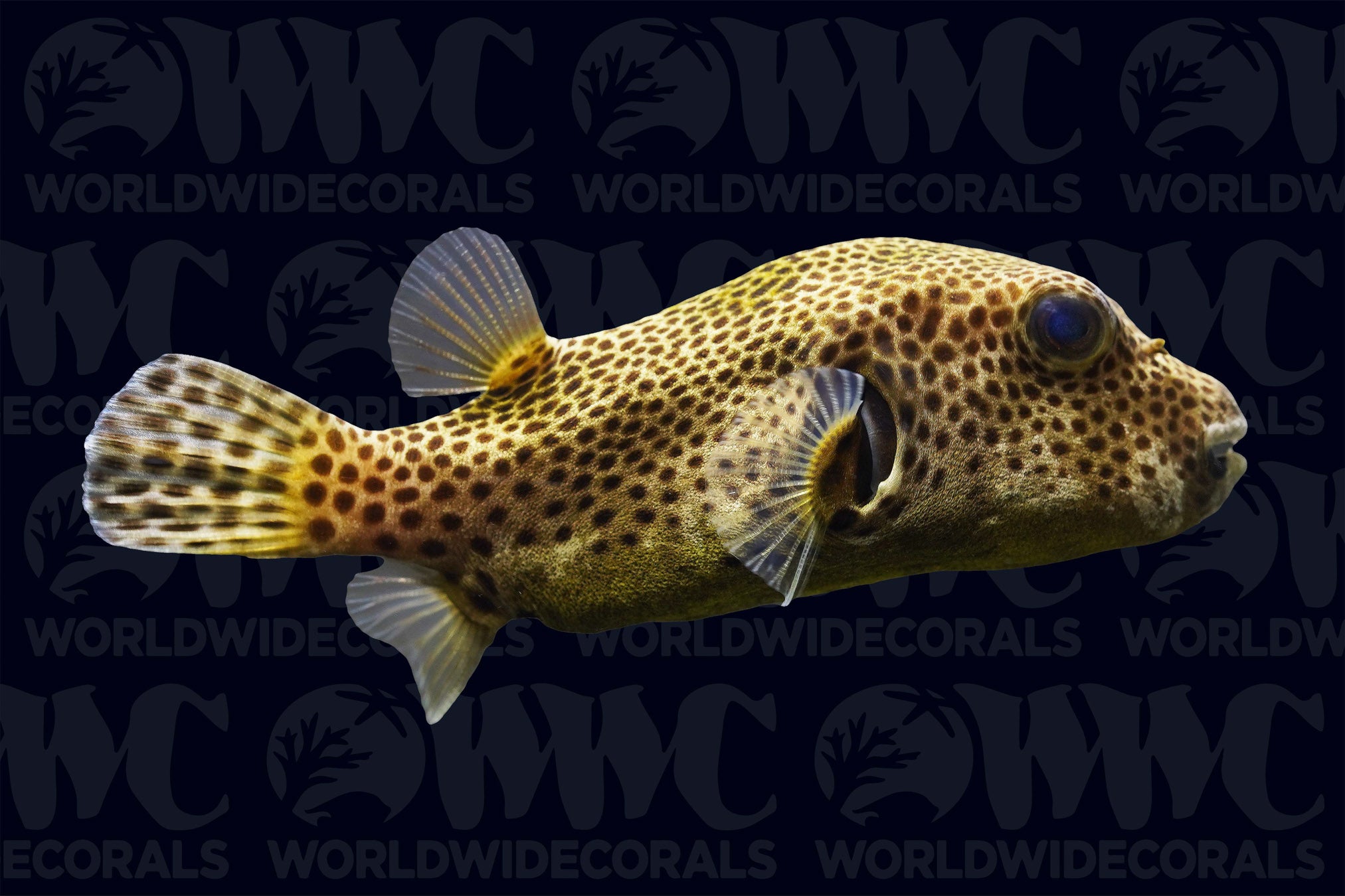 Starry Pufferfish - Sri Lanka