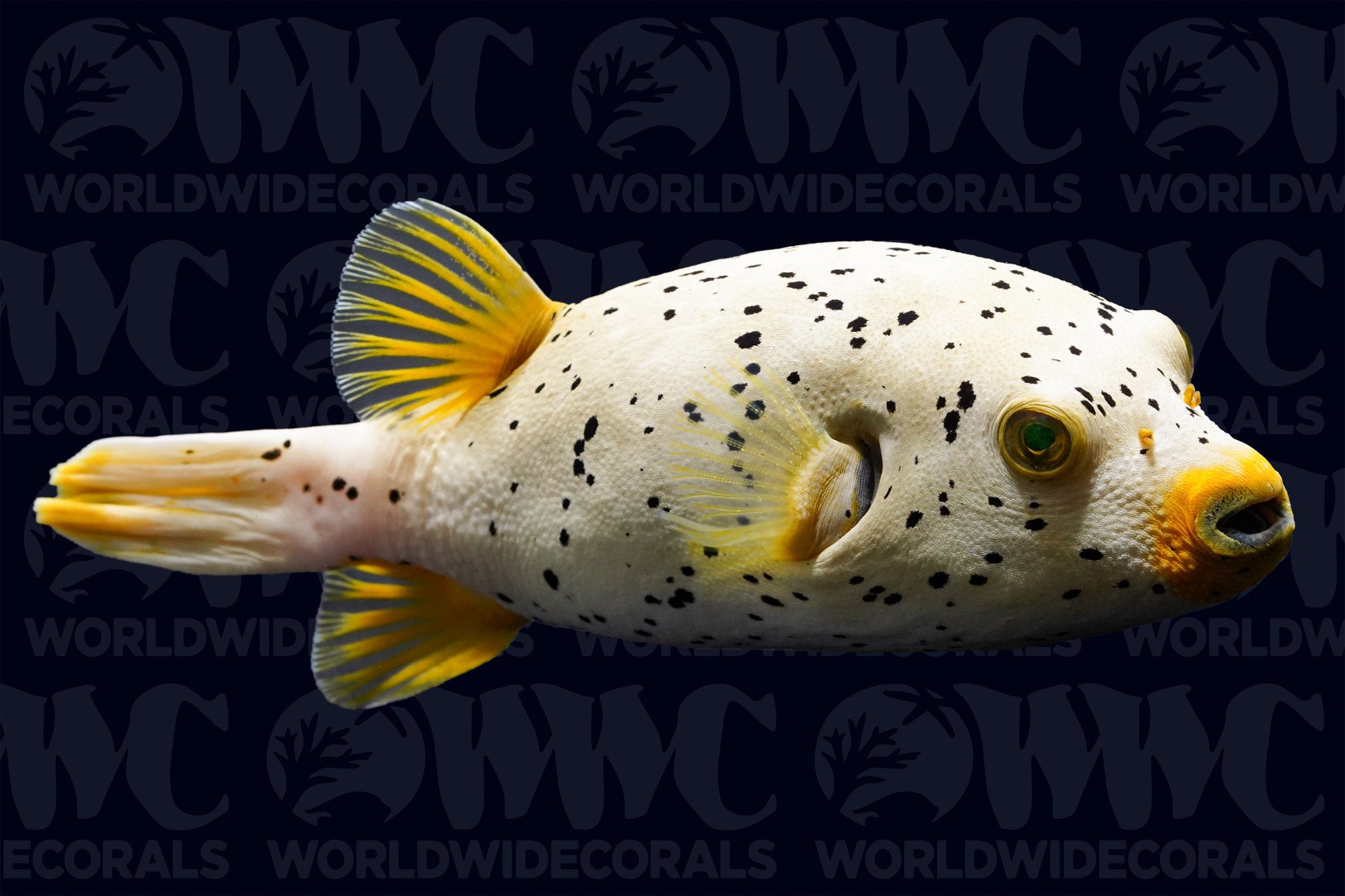 Freckled Dogface Pufferfish - Sri Lanka