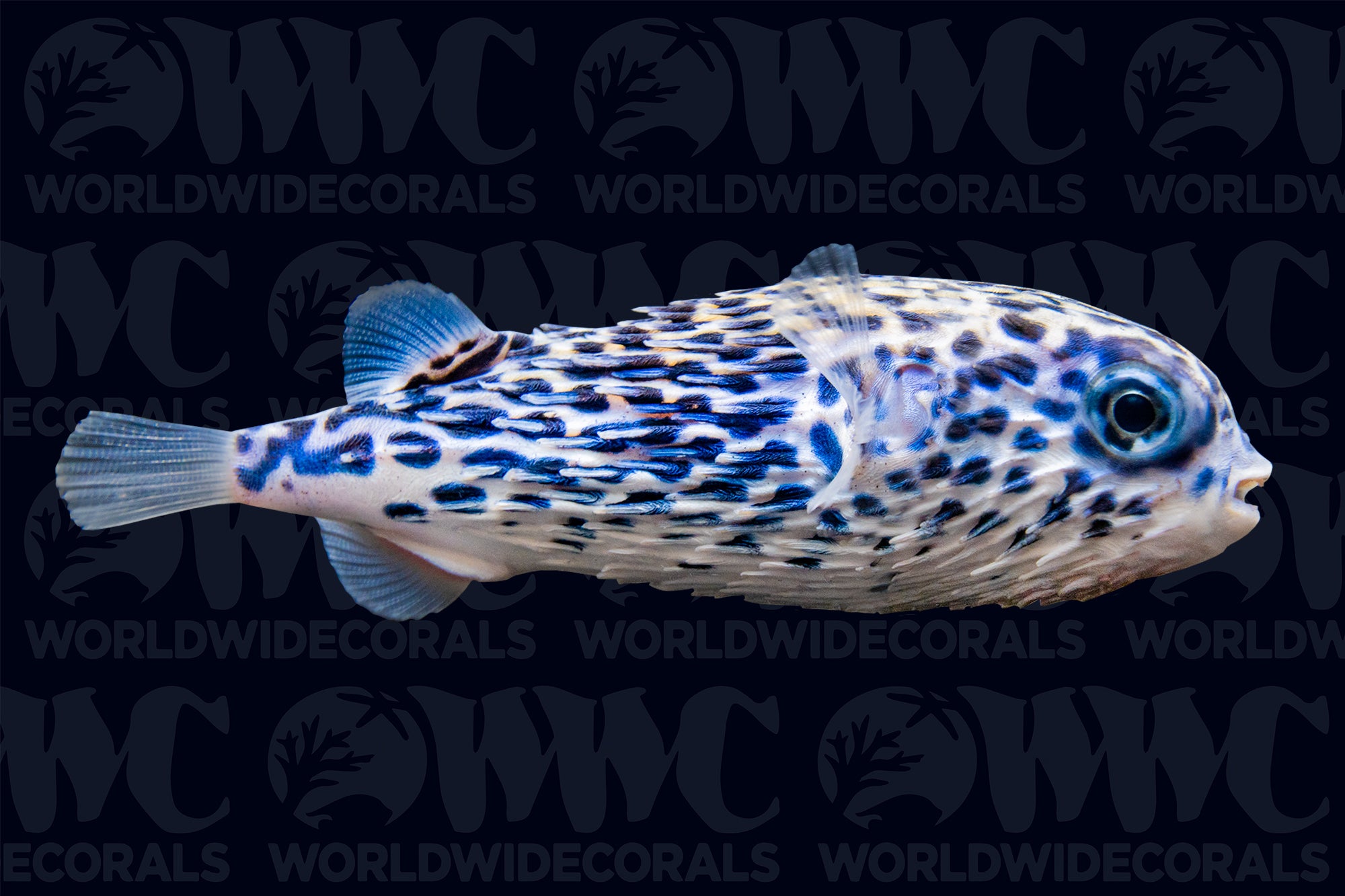 Blue Pelagic Porcupine Pufferfish - Philippines