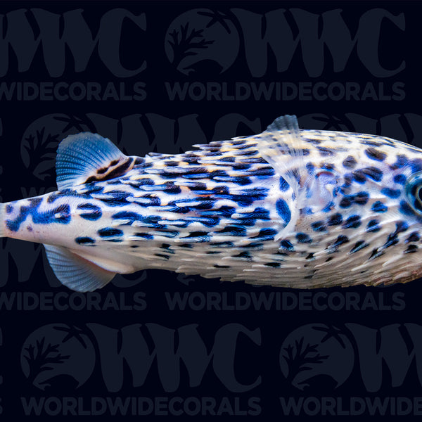 Blue Pelagic Porcupine Pufferfish