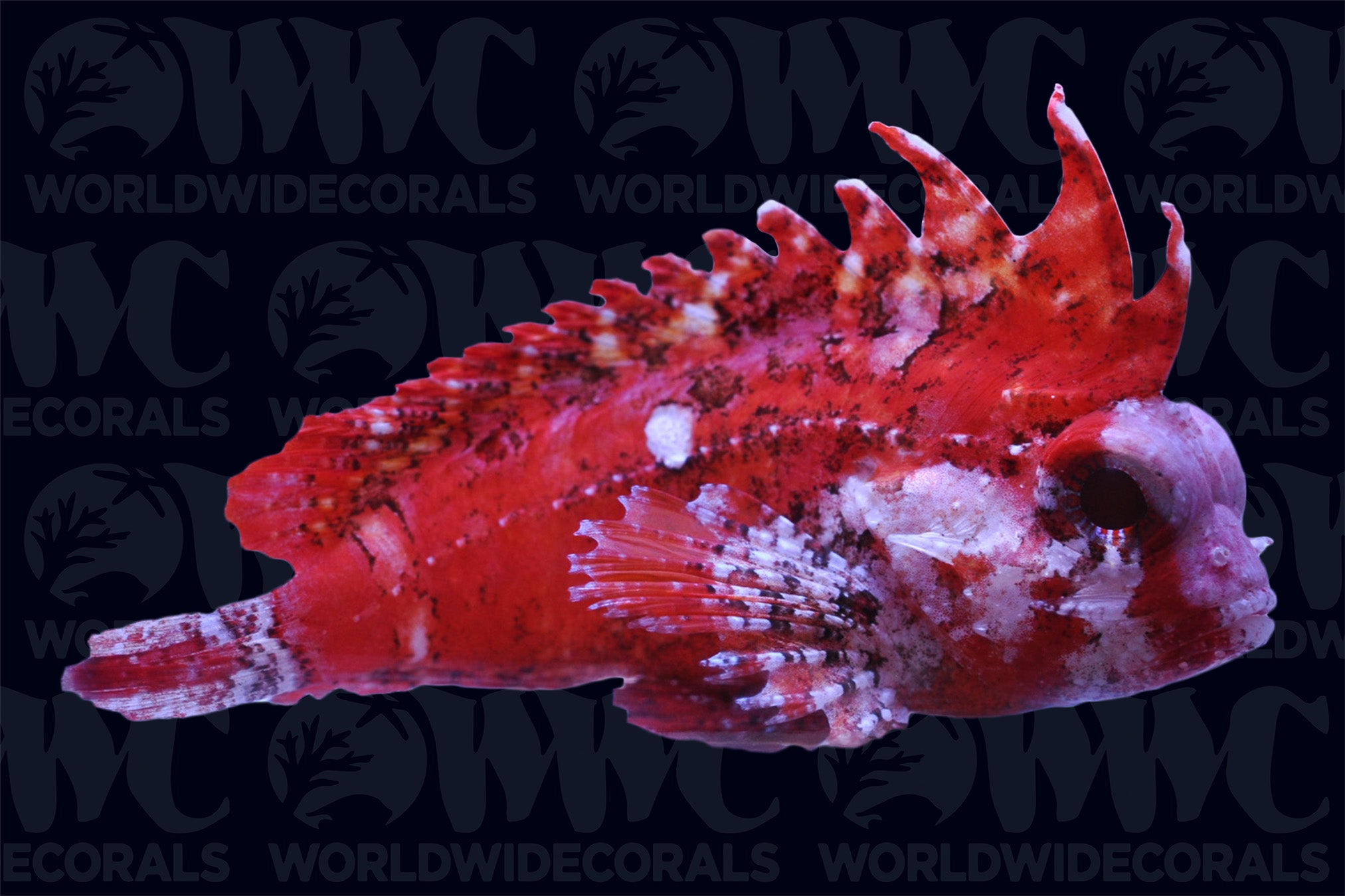 Pygmy Red Rooster Waspfish Scorpionfish - Philippines