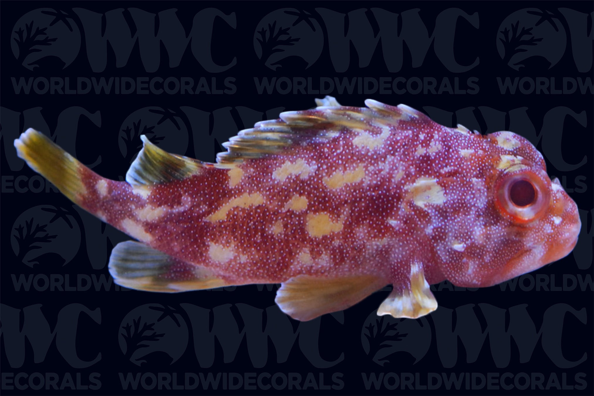 Yellowspotted Dwarf Scorpionfish - Philippines