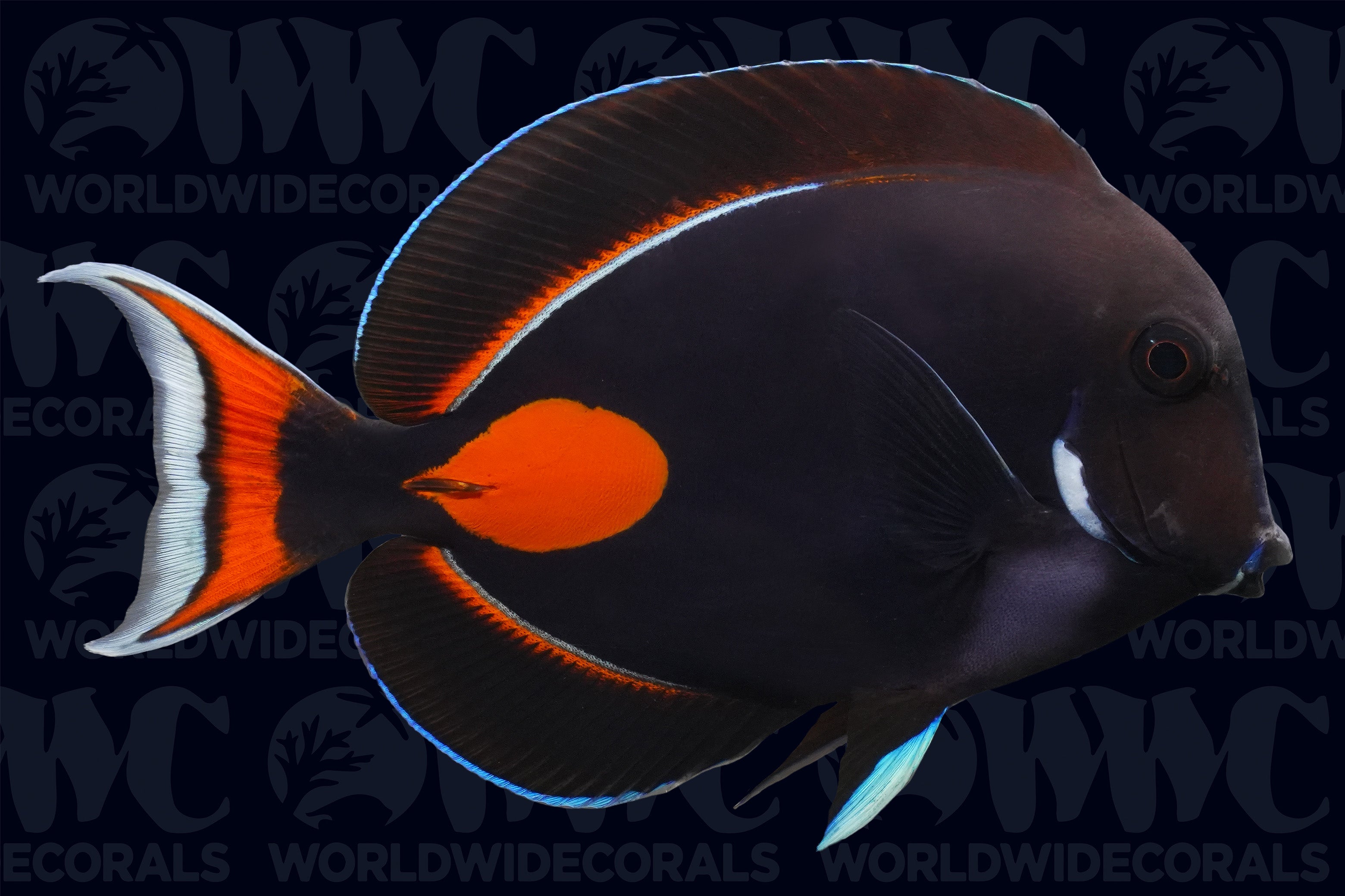 Achilles Tang - Adult - Tahiti