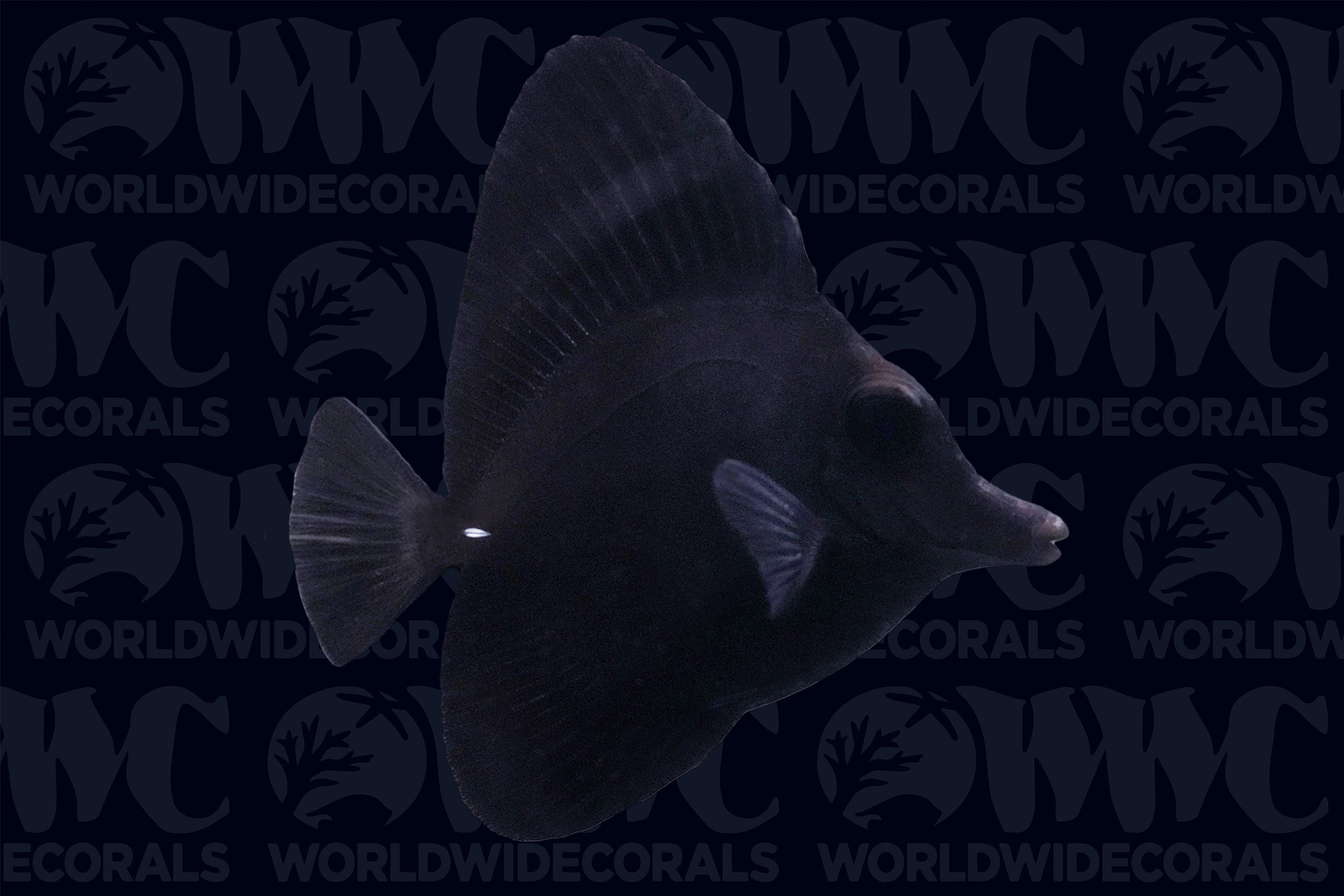 Black Longnose Tang - Tahiti