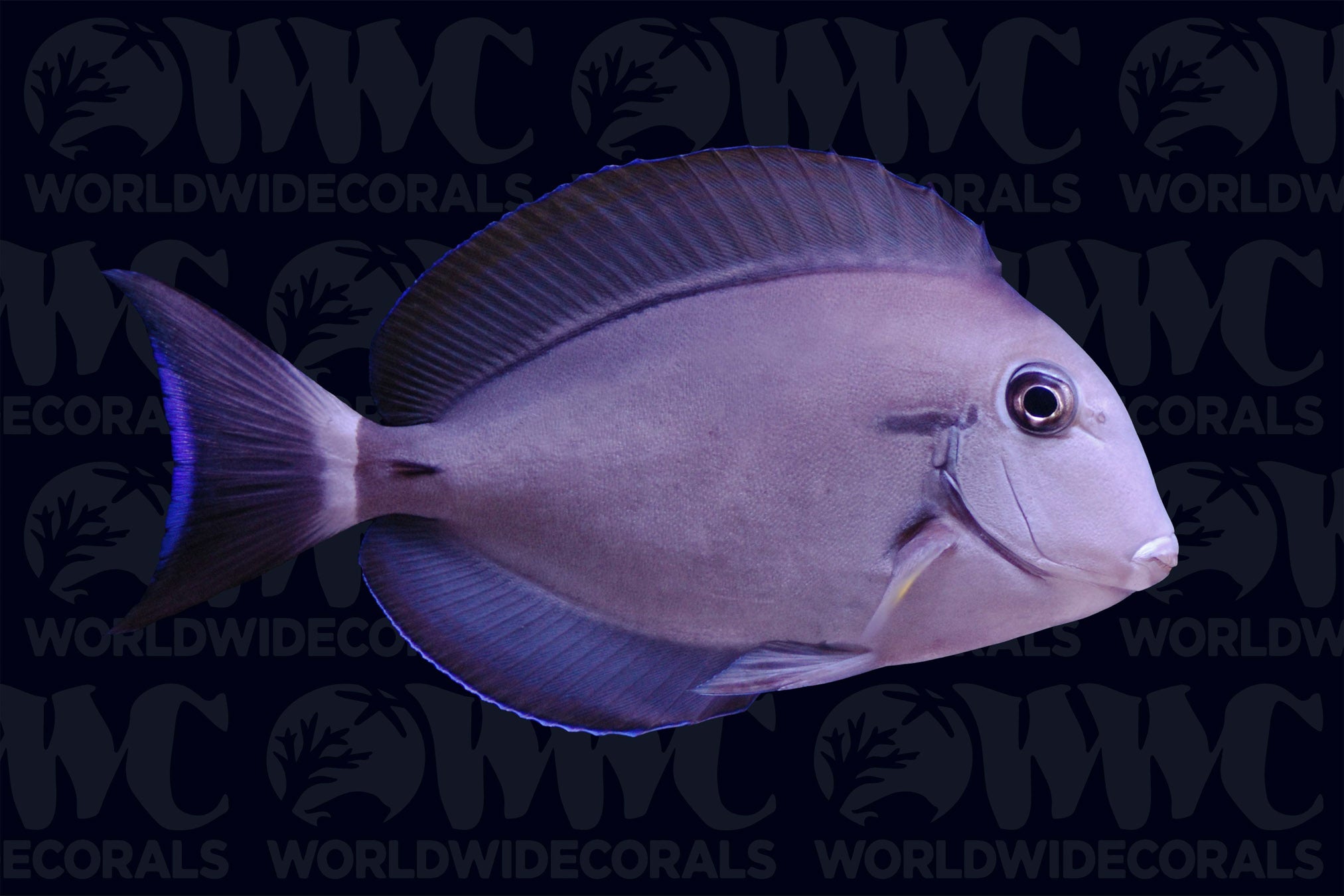 Eye Line Tang - Philippines